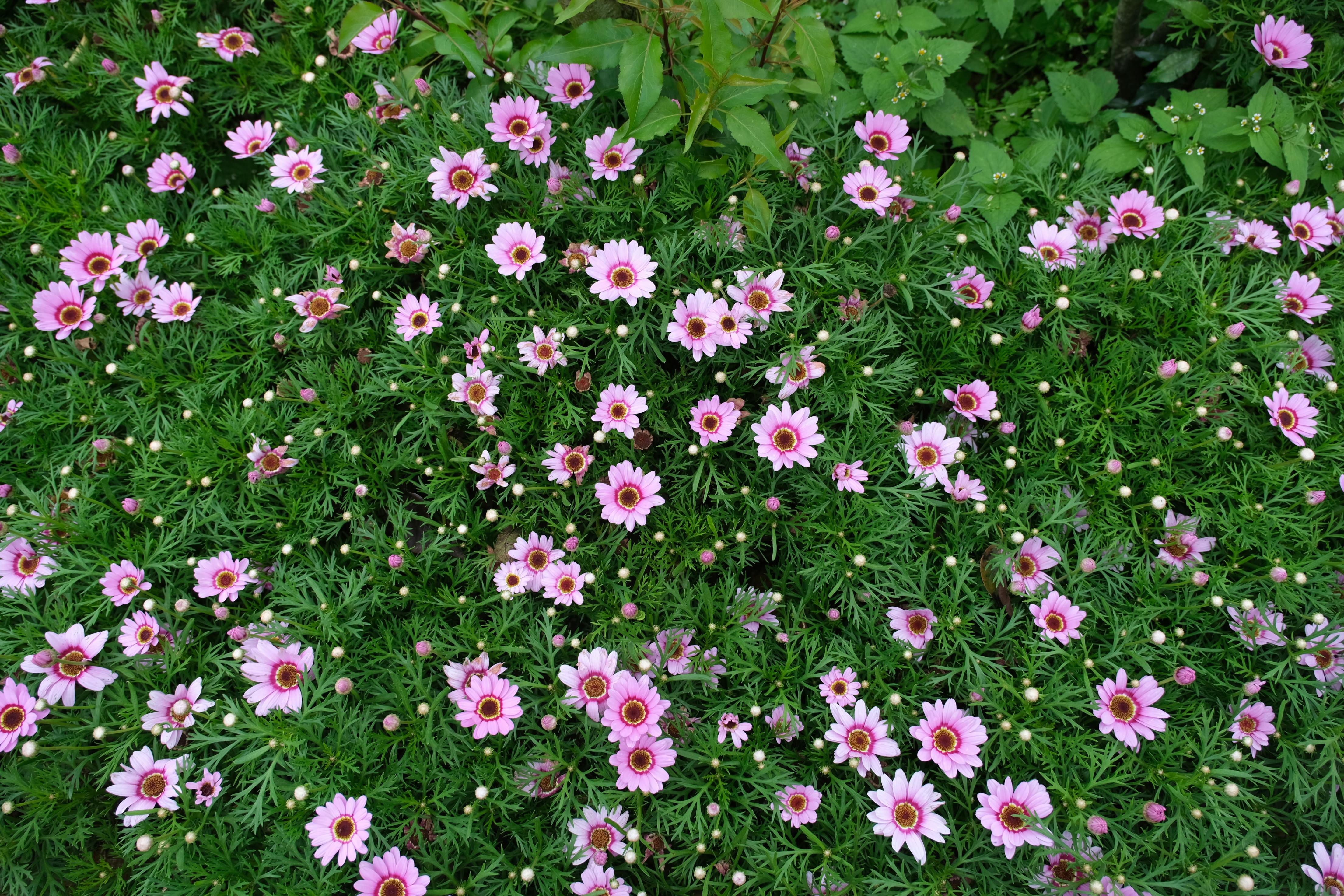 бесплатная Бесплатное стоковое фото с argyranthemum frutescens, Азия, безмятежный Стоковое фото