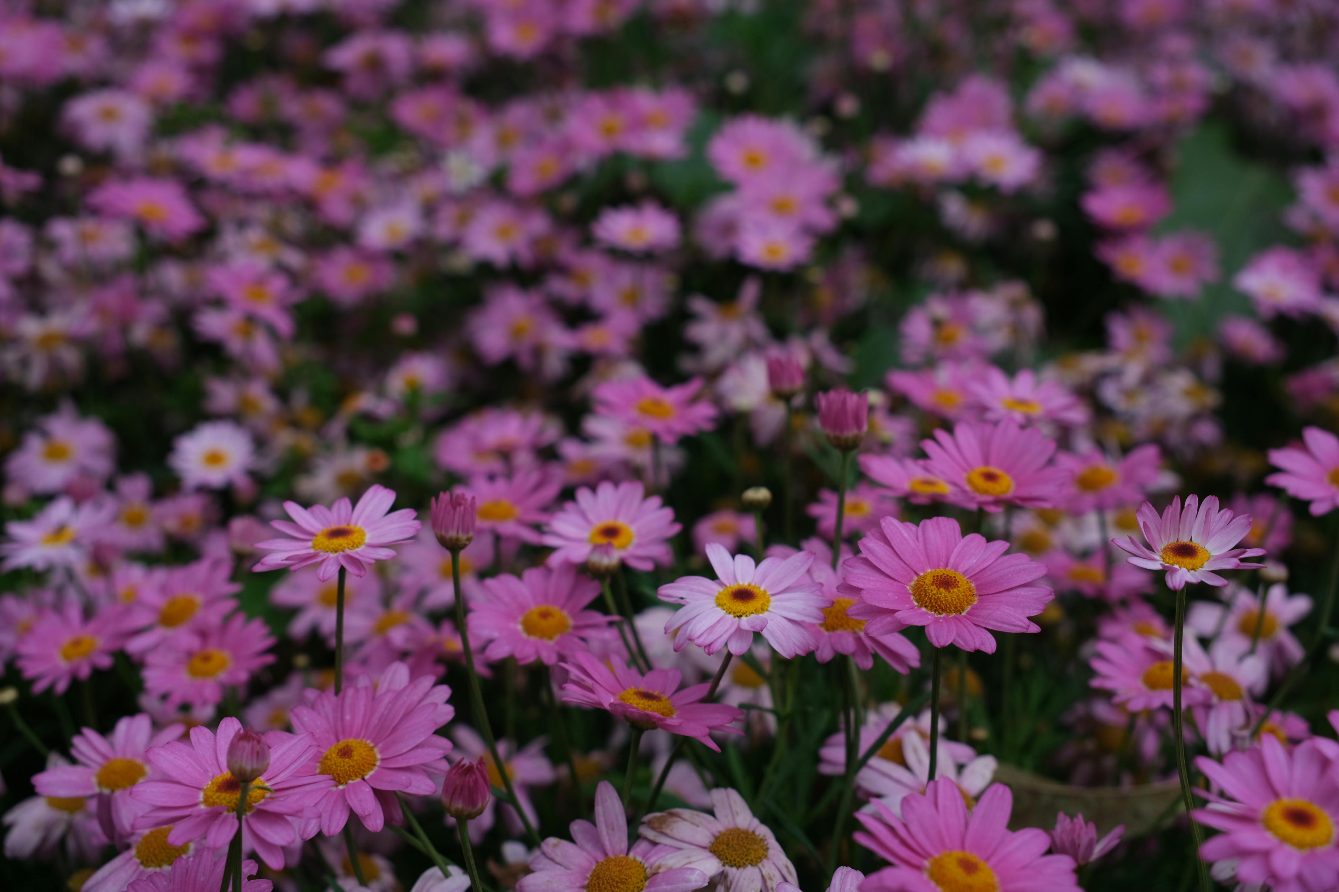 [ColoSach]-bright-pink-daisies-blooming-outdoors-in-dalat,-vietnam's-lush-springtime-garden.