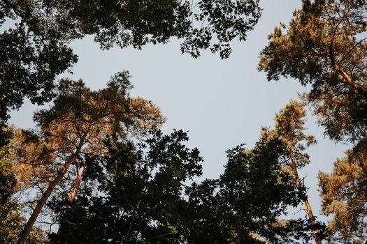 Looking up at a tranquil forest canopy with a clear blue sky in the background.