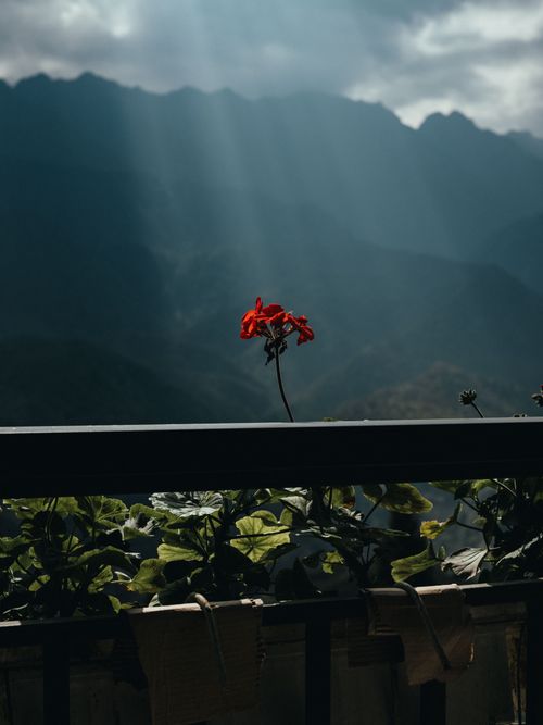Free A single red flower stands against dramatic mountain backdrop in Lào Cai, Vietnam. Stock Photo
