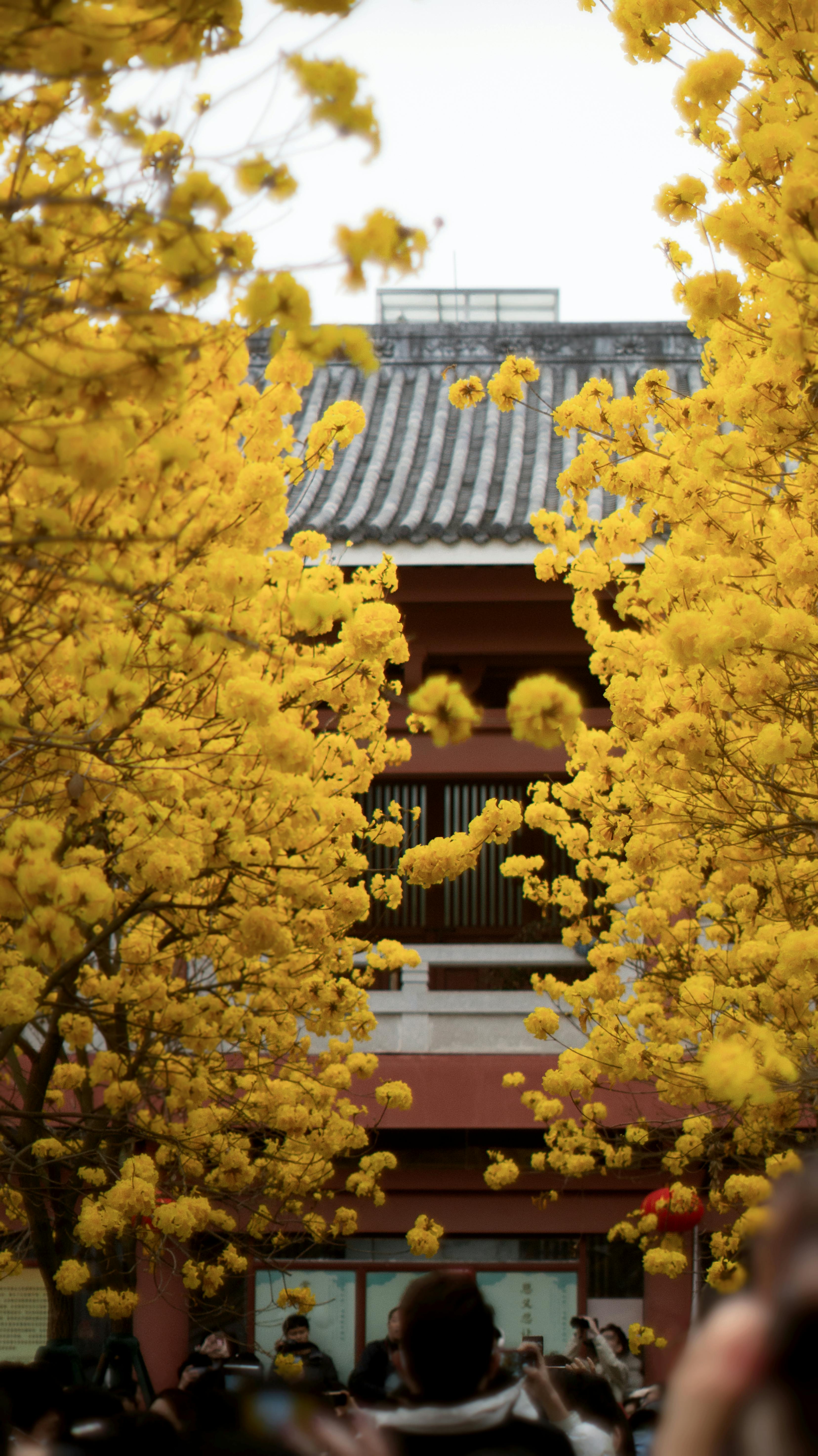 бесплатная Фотография деревьев с яркими желтыми цветами, обрамляющих традиционные азиатские постройки. Стоковое фото