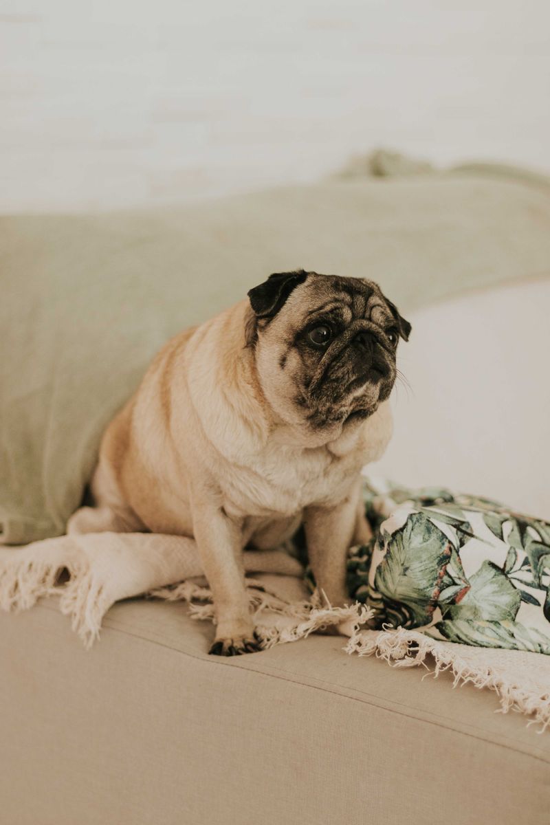 Koltukta rahatça uzanan pug köpeği