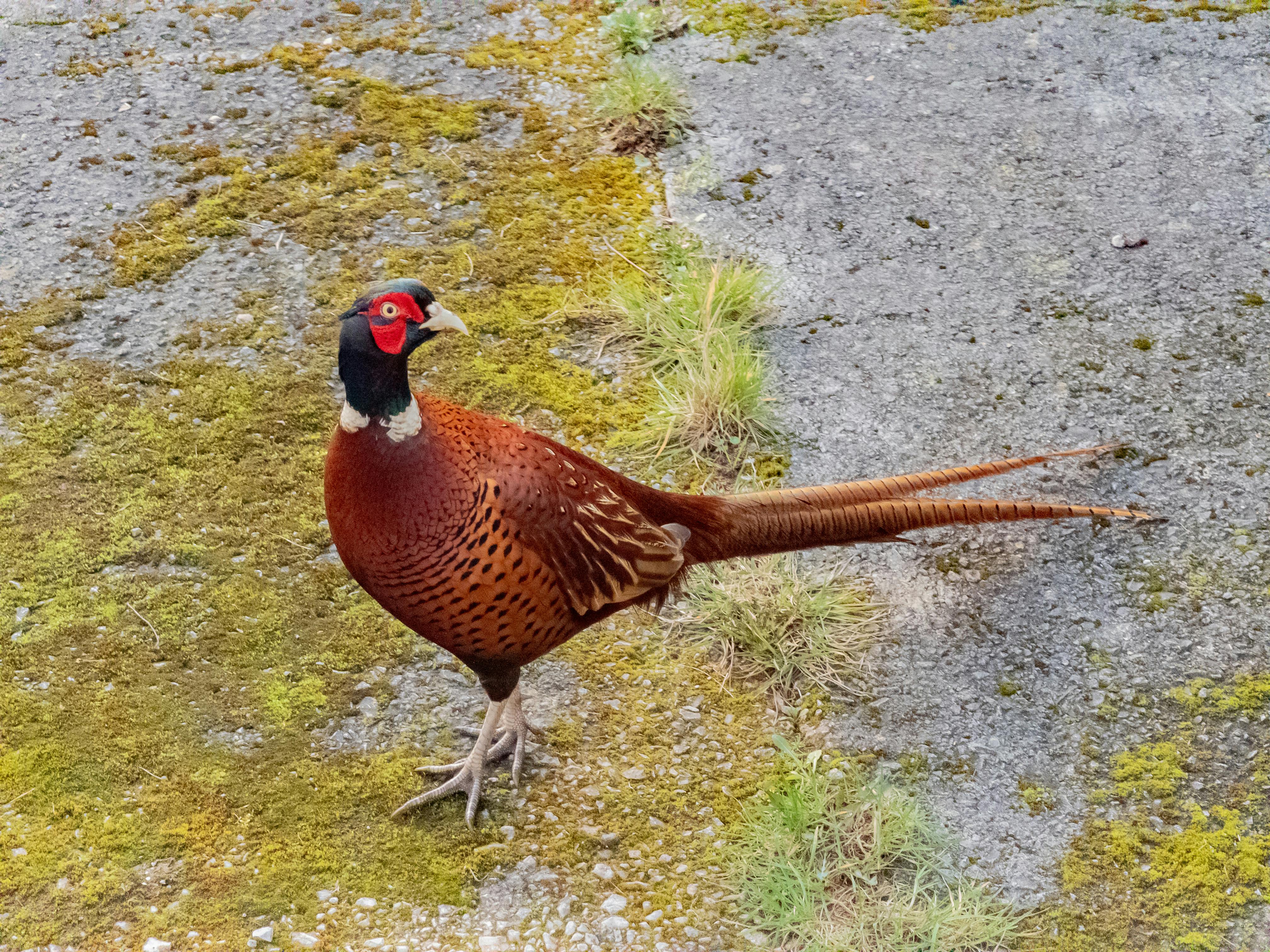 бесплатная Бесплатное стоковое фото с gamebird, английская сельская местность, англия Стоковое фото