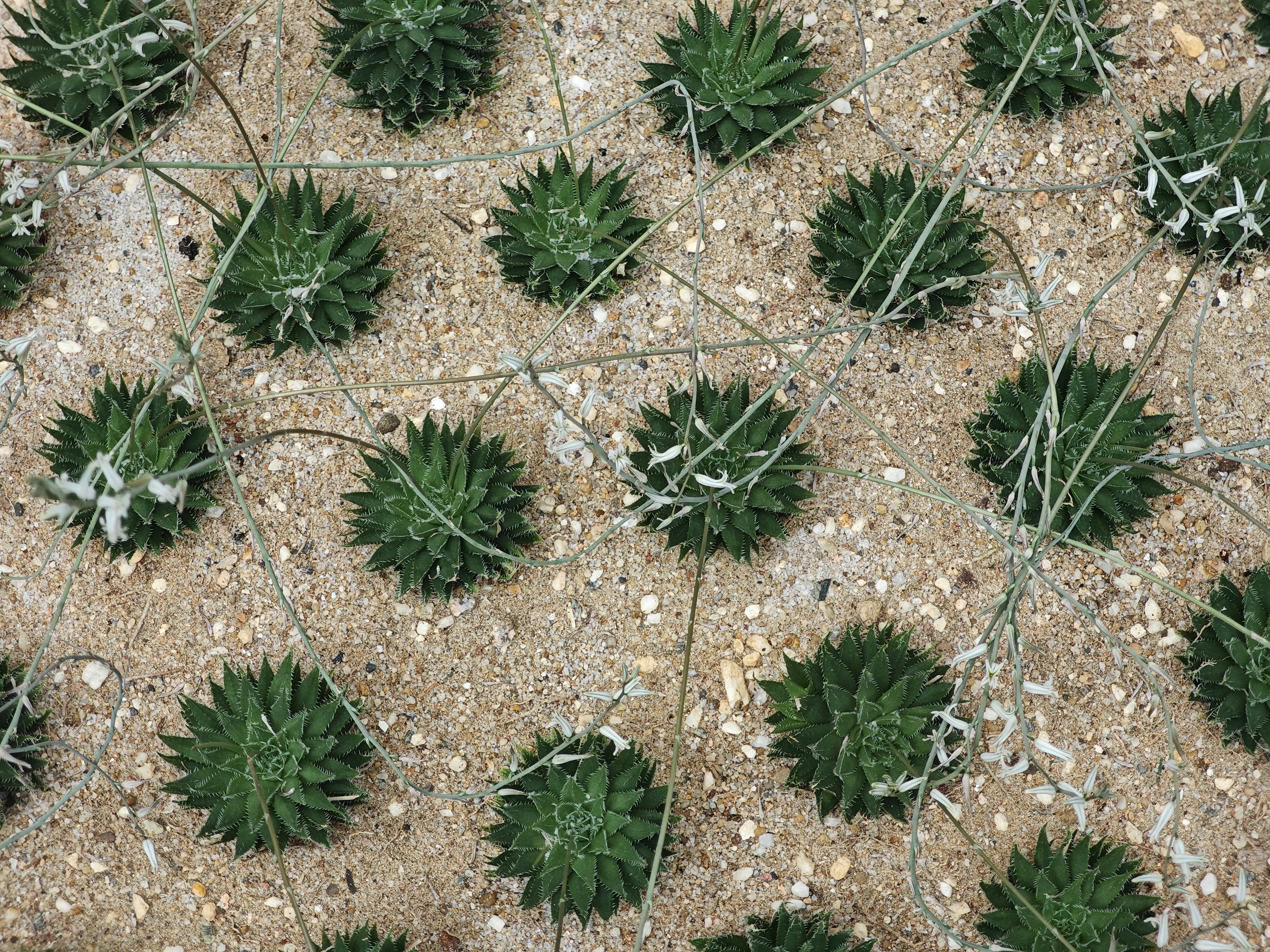 Kostenlos Kostenloses Stock Foto zu @draussen, agave, agave americana Stock-Foto