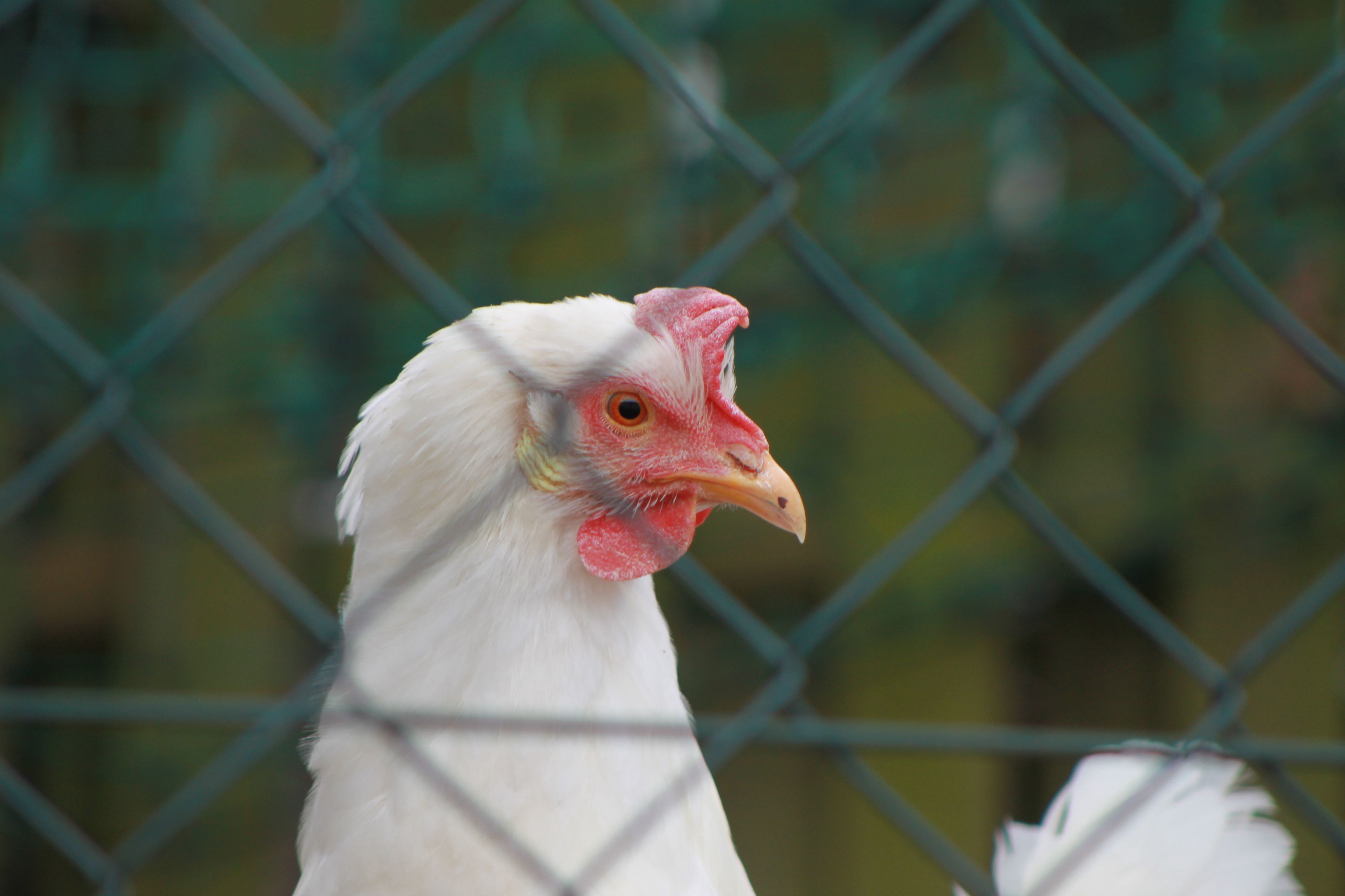 A detailed close-up of a white chicken with a red comb, standing behind a chain-link fence.