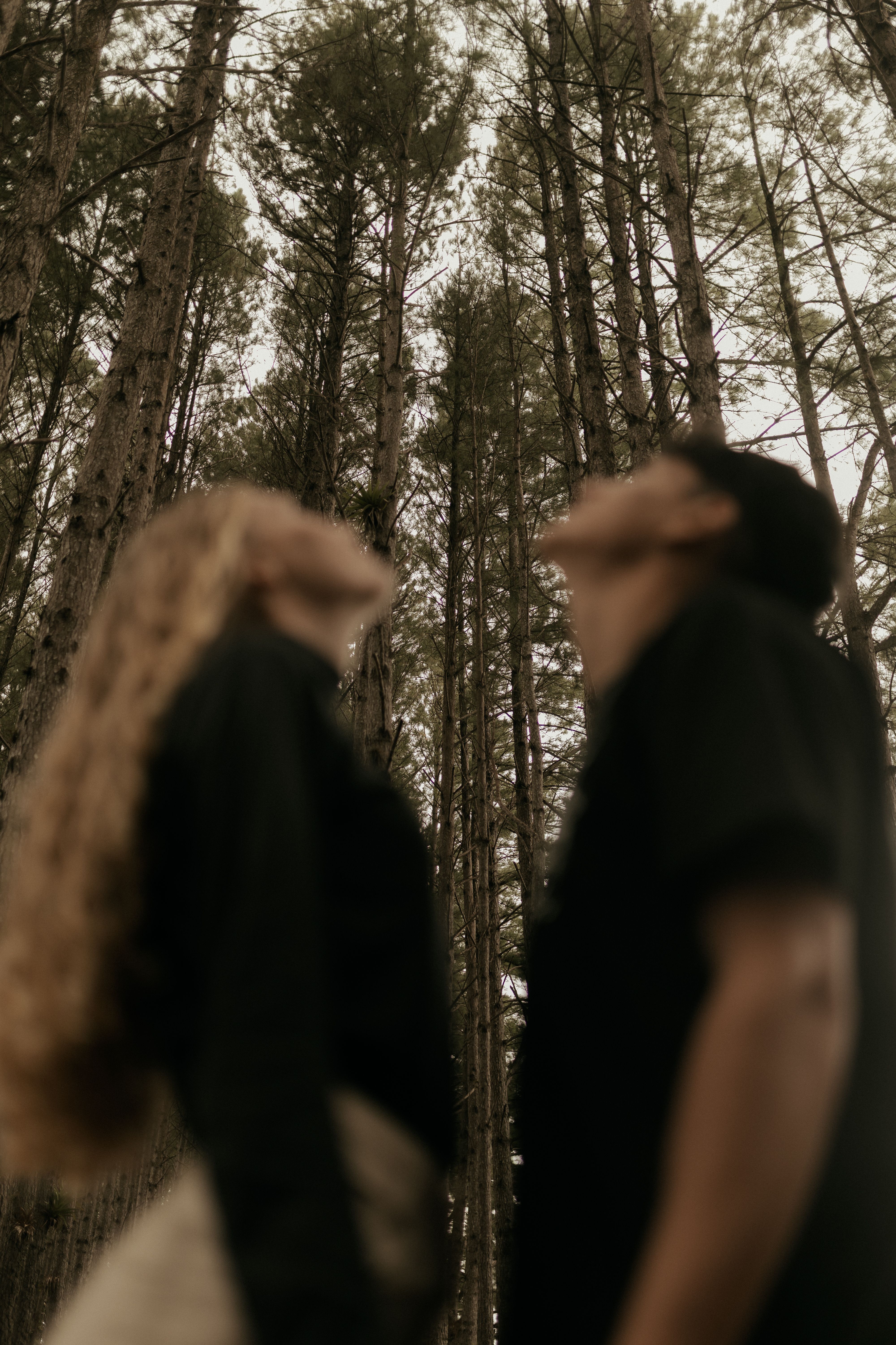 Blurred couple looking up at towering pine trees in a serene forest setting.