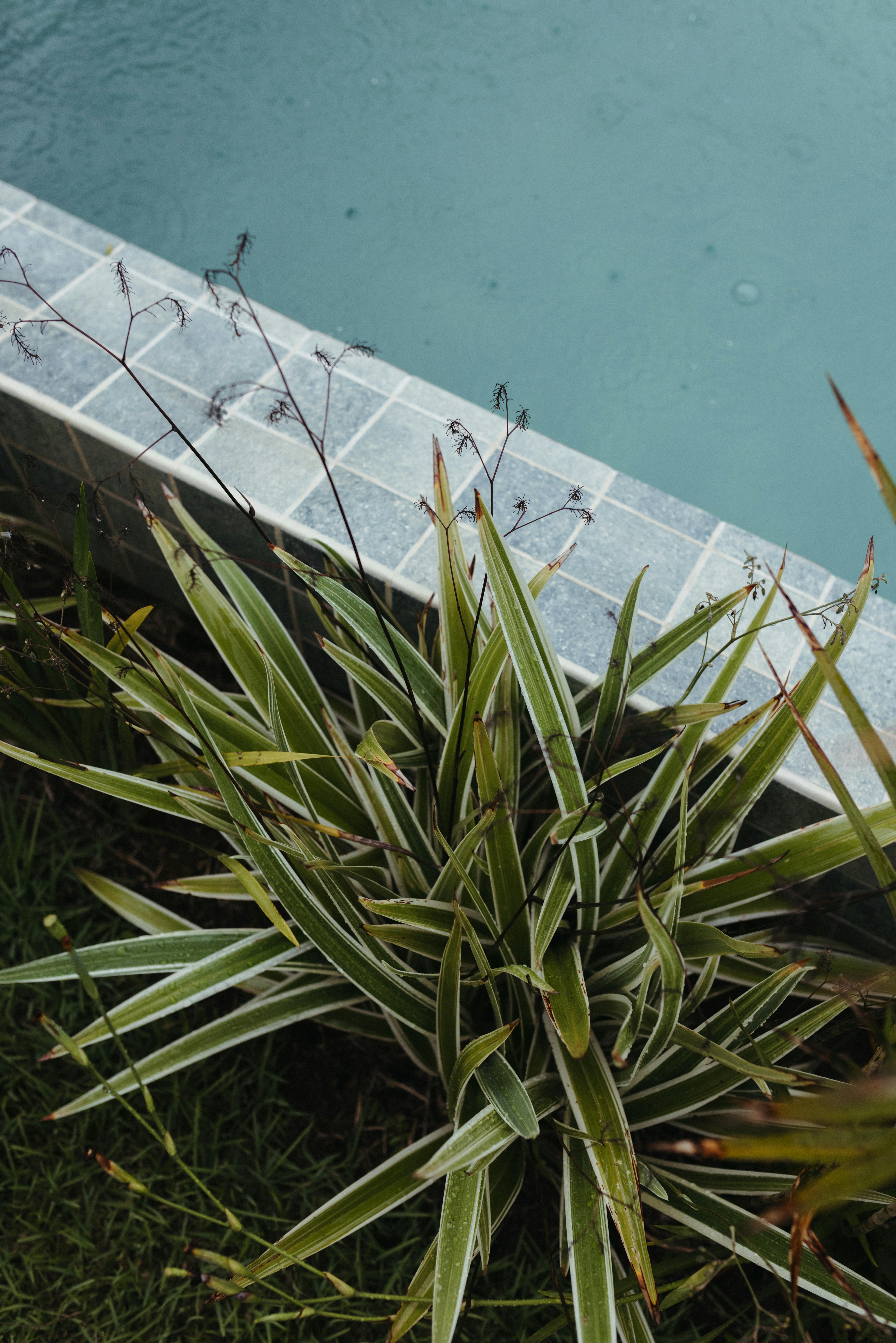 無料 ブラジルのバイーア州にある静かなプールの近くにある緑の熱帯植物。穏やかで自然な雰囲気を醸し出しています。 写真素材