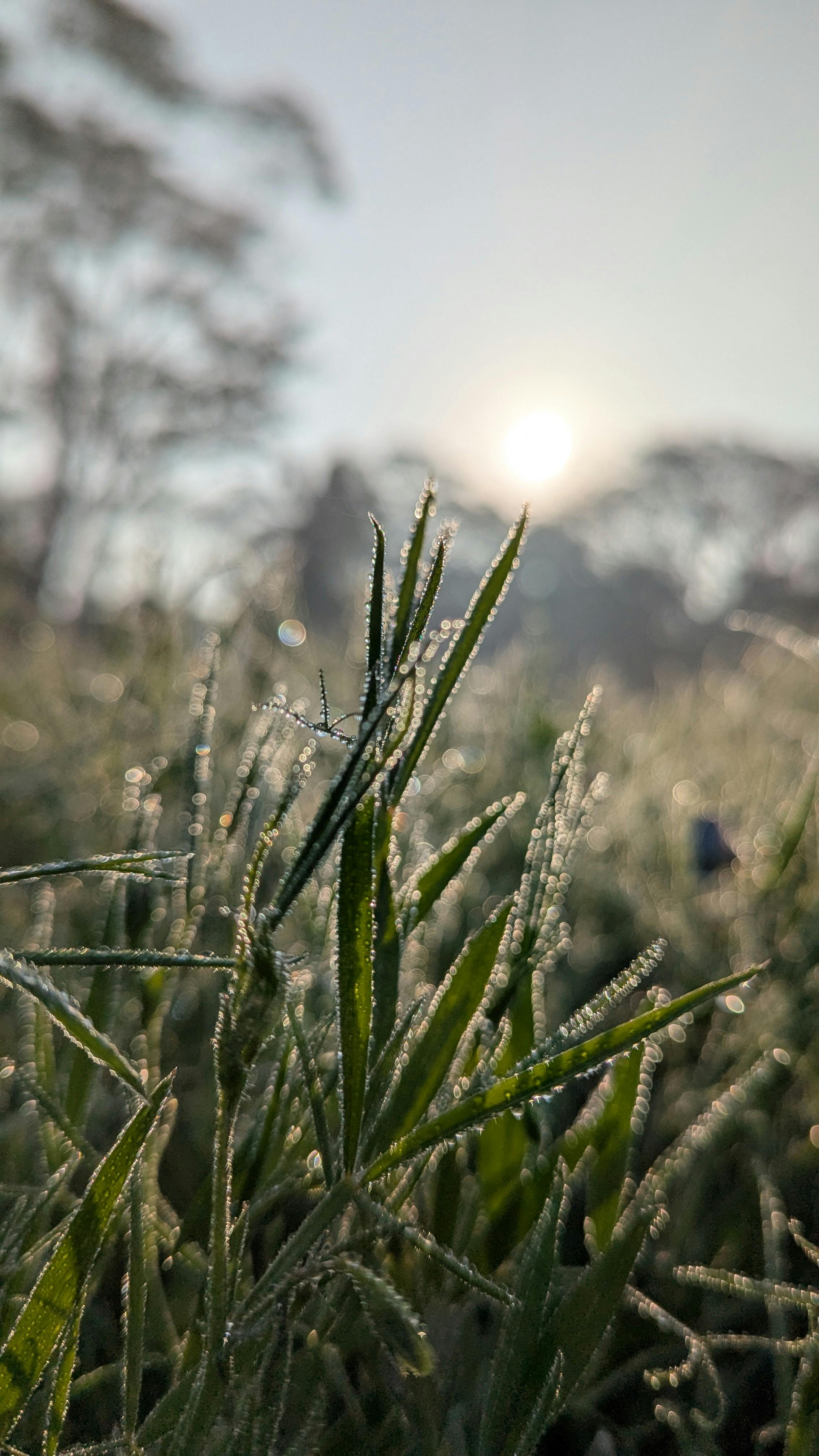無料 露に濡れた草の葉と背景に昇る太陽の魅惑的なマクロ撮影は、穏やかな雰囲気を作り出します。 写真素材
