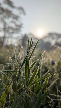 Captivating macro shot of dew-covered grass blades with the sun rising in the background, creating a serene atmosphere.