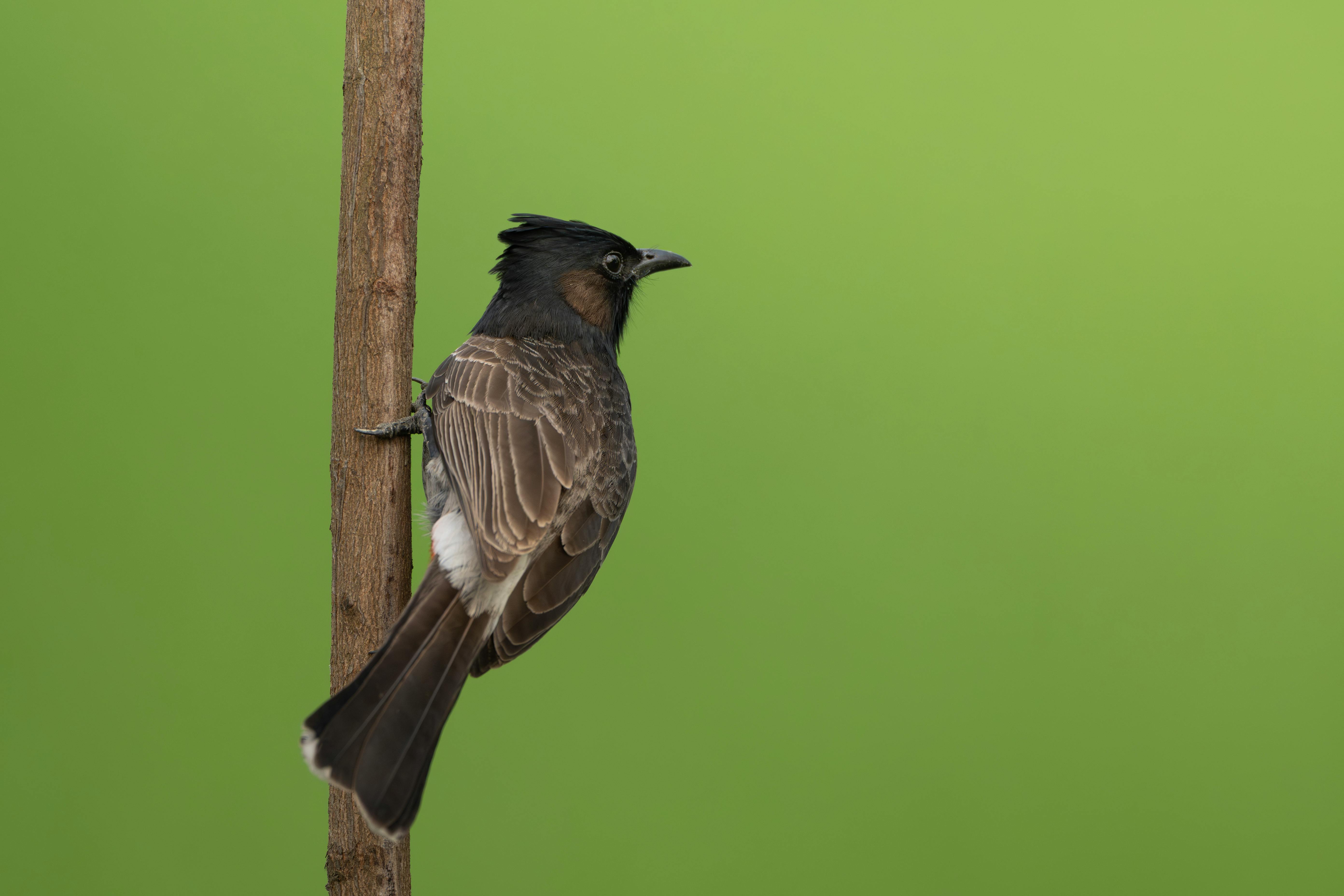 Gratis Gambar close-up burung Bulbul Berekor Merah di dahan dengan latar belakang hijau. Foto Stok