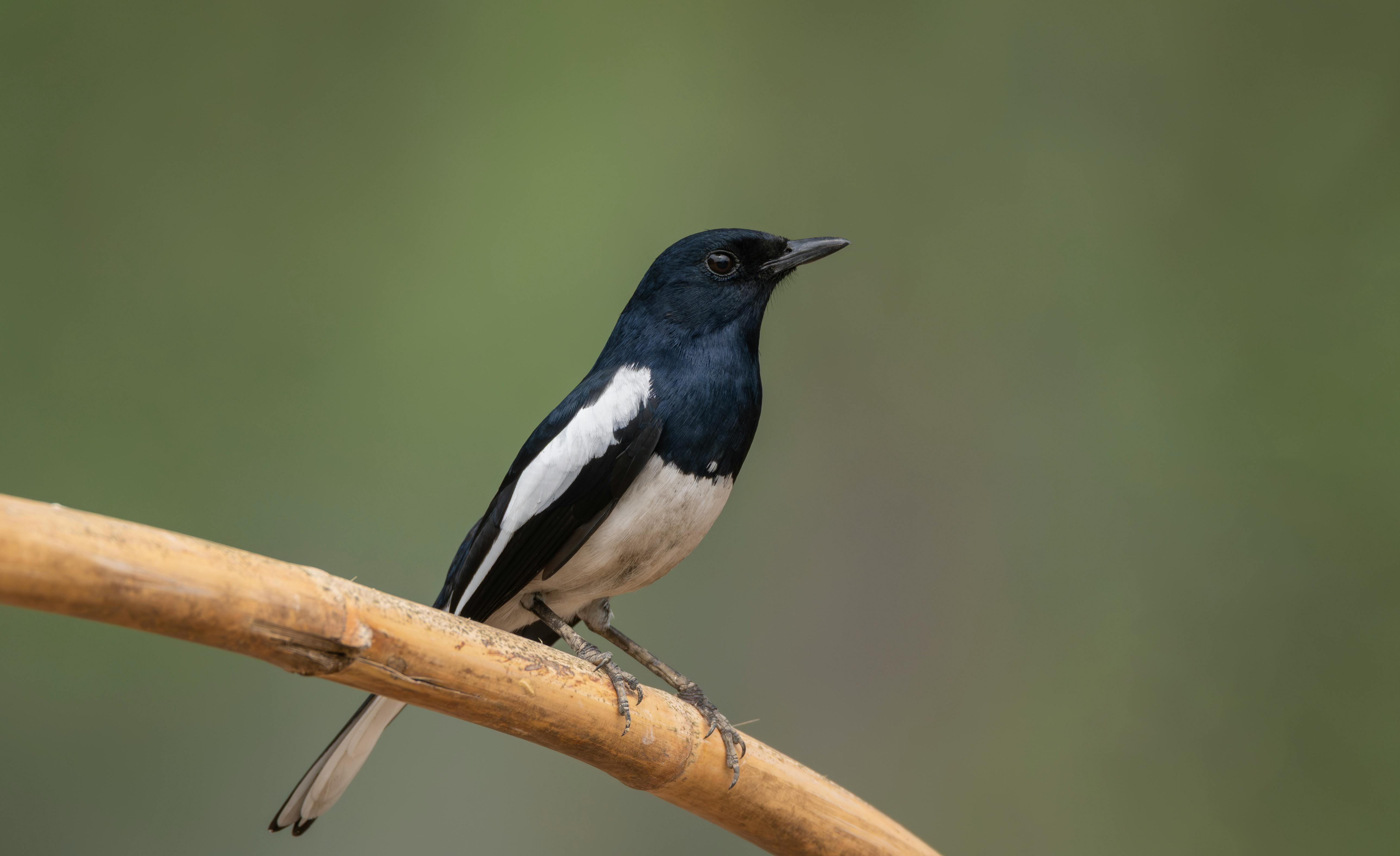A striking Oriental Magpie-Robin perched on a bamboo stake, showcasing its black and white plumage.