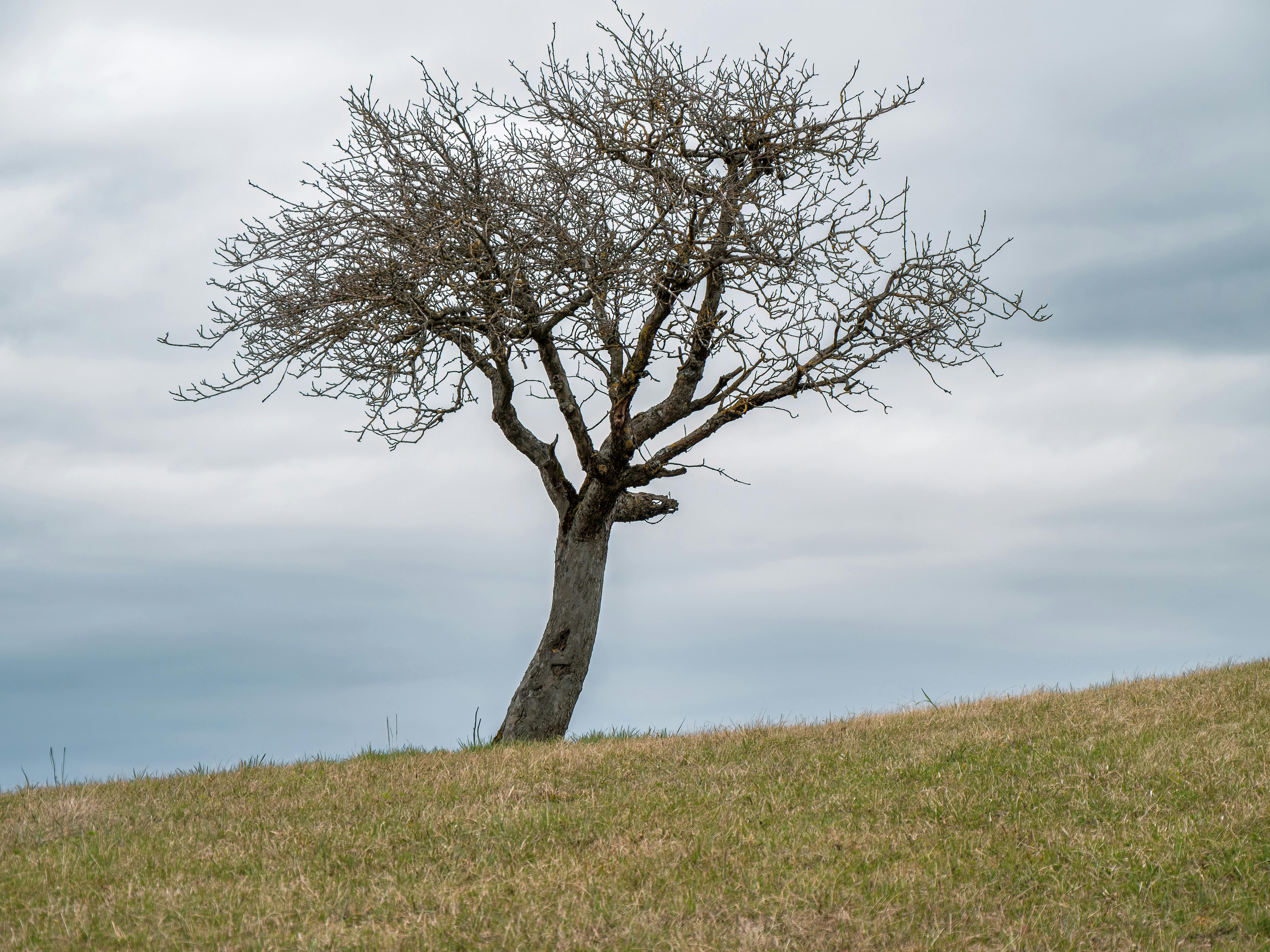бесплатная На травянистом холме на фоне пасмурного неба одиноко стоит дерево, демонстрируя простоту природы. Стоковое фото