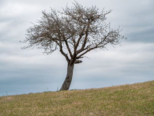 Free A solitary tree stands on a grassy hill against an overcast sky, showcasing nature's simplicity. Stock Photo