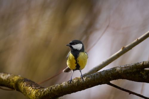 Free A great tit bird with vibrant plumage perched on a branch during daylight. Stock Photo