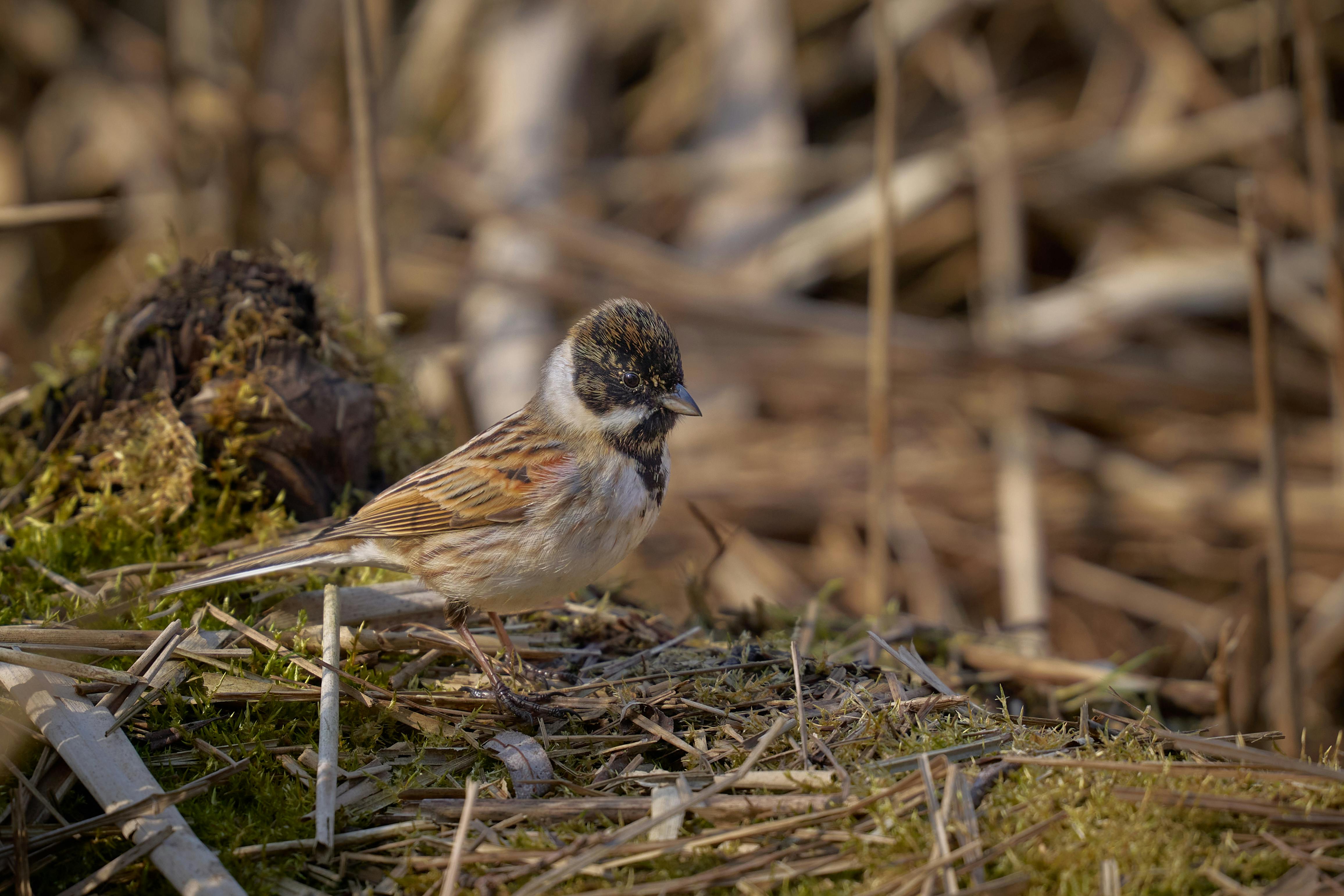 無料 葦と苔の間に止まるオオジュリン。 写真素材