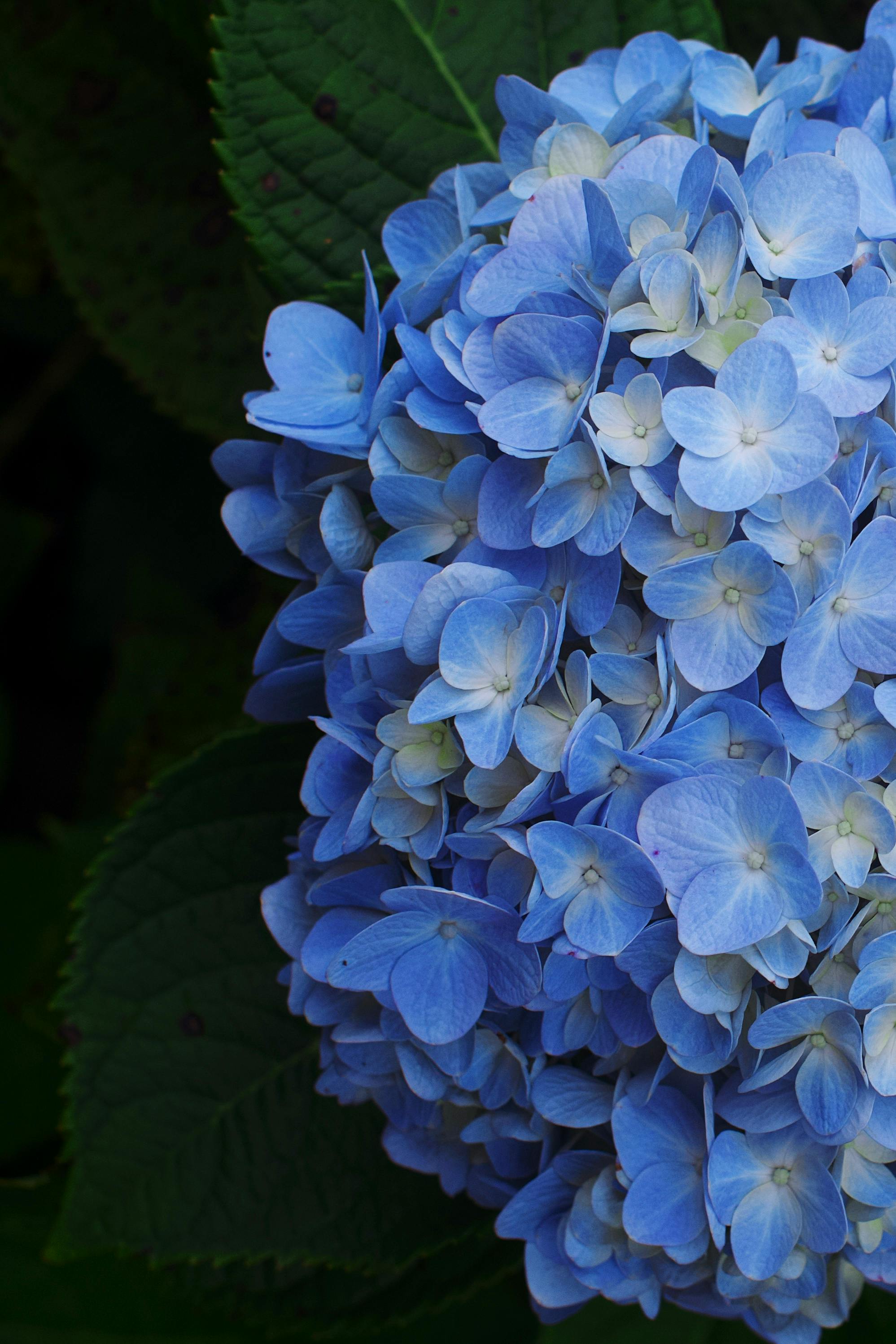Free Vibrant blue hydrangea close-up capturing natural beauty in Bali, Indonesia. Stock Photo