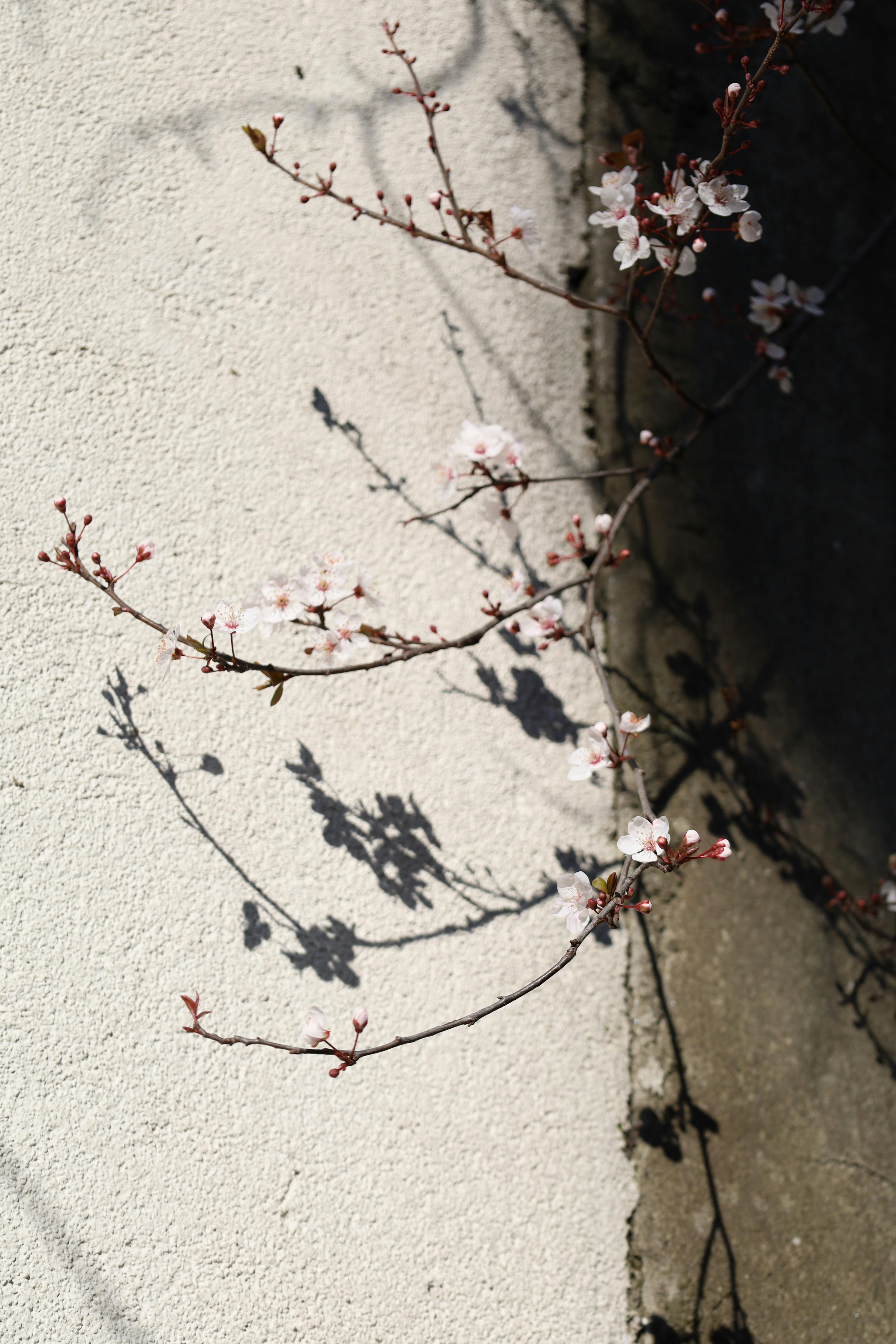 Free Delicate cherry blossom branches casting shadows on a sunlit wall. Stock Photo