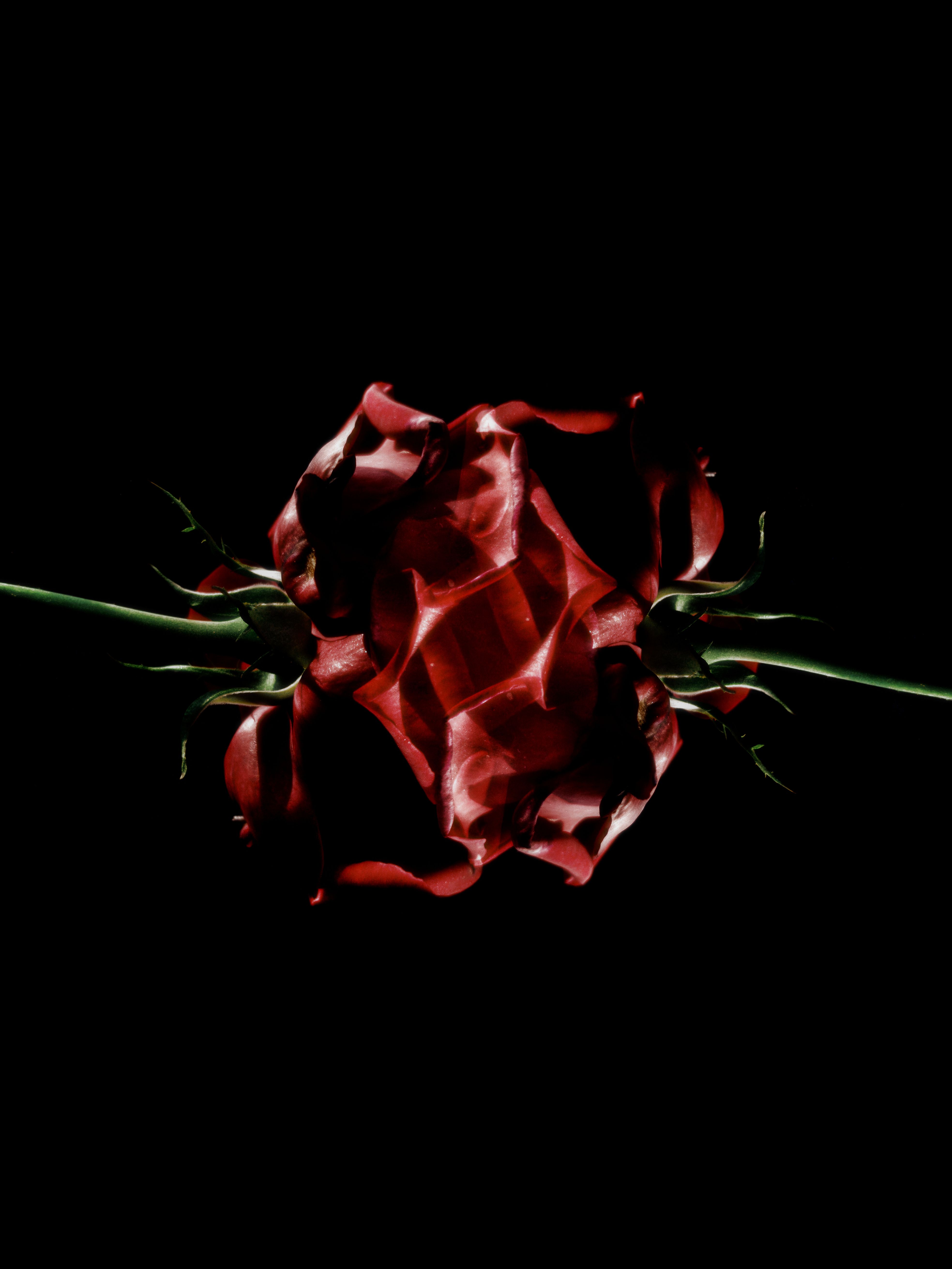 Abstract Dark Red Rose on Black Background · Free Stock Photo