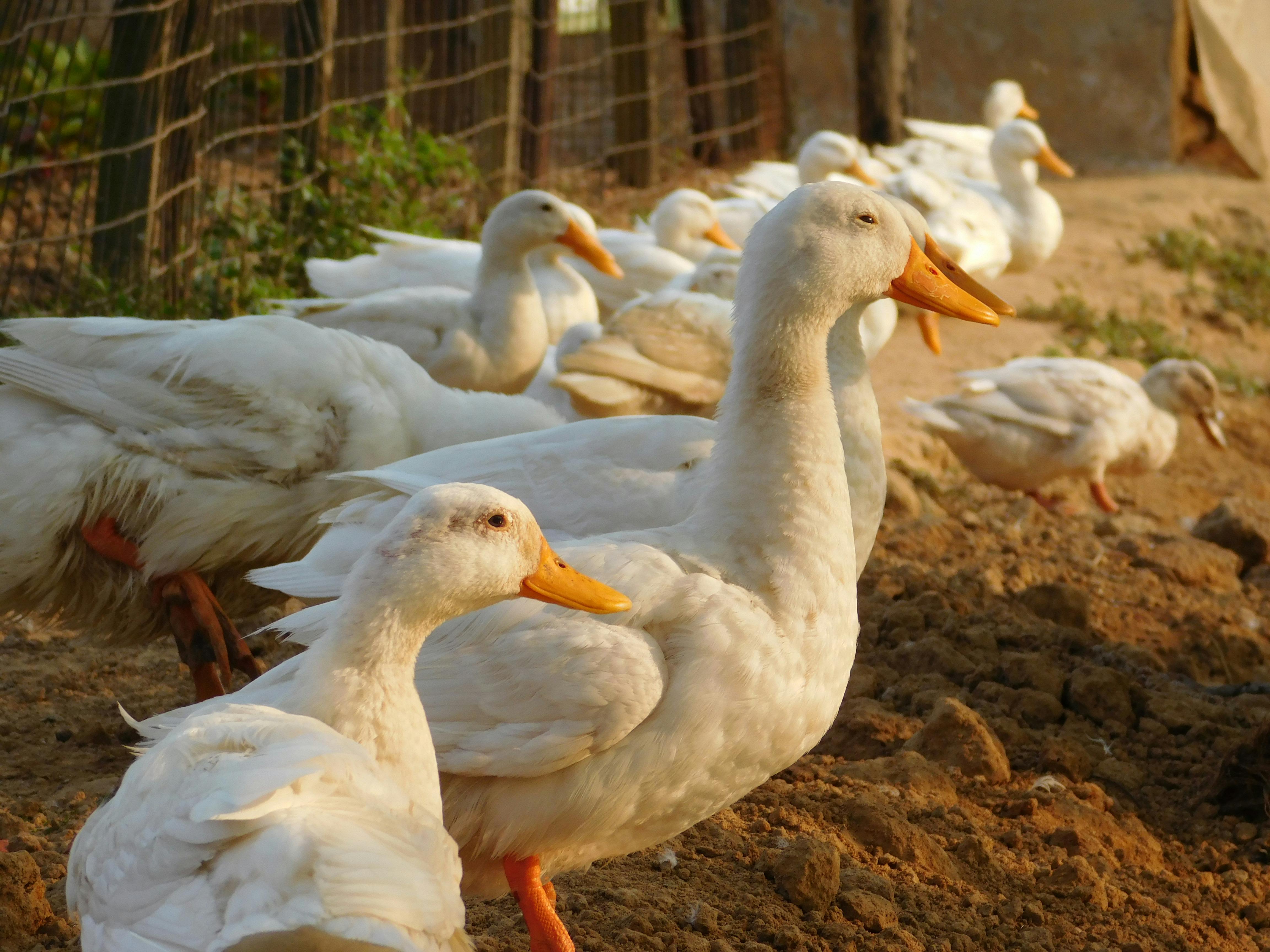 無料 @アウトドア, アースカラー, アウトドア撮影の無料の写真素材 写真素材