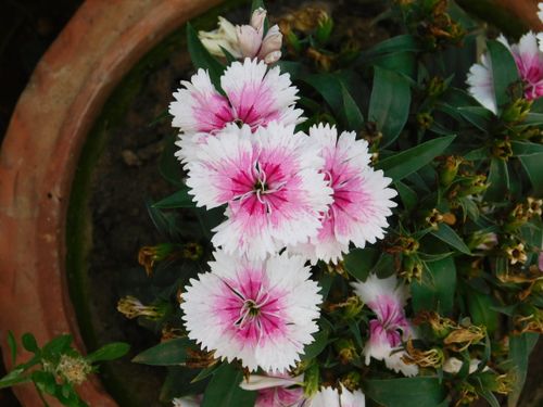 Free Close-up of pink and white Dianthus flowers blooming in a clay pot, showcasing natural beauty. Stock Photo