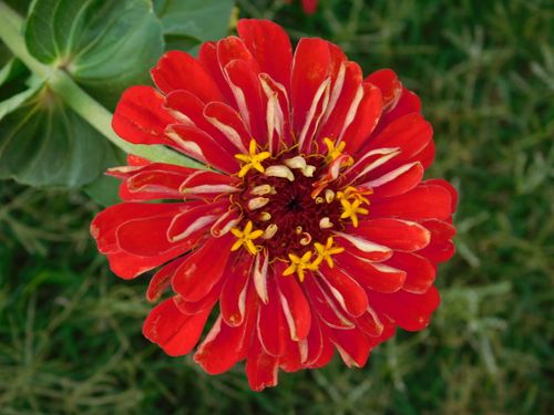 Free Close-up image of a vibrant red Zinnia elegans flower in full bloom with green foliage background. Stock Photo