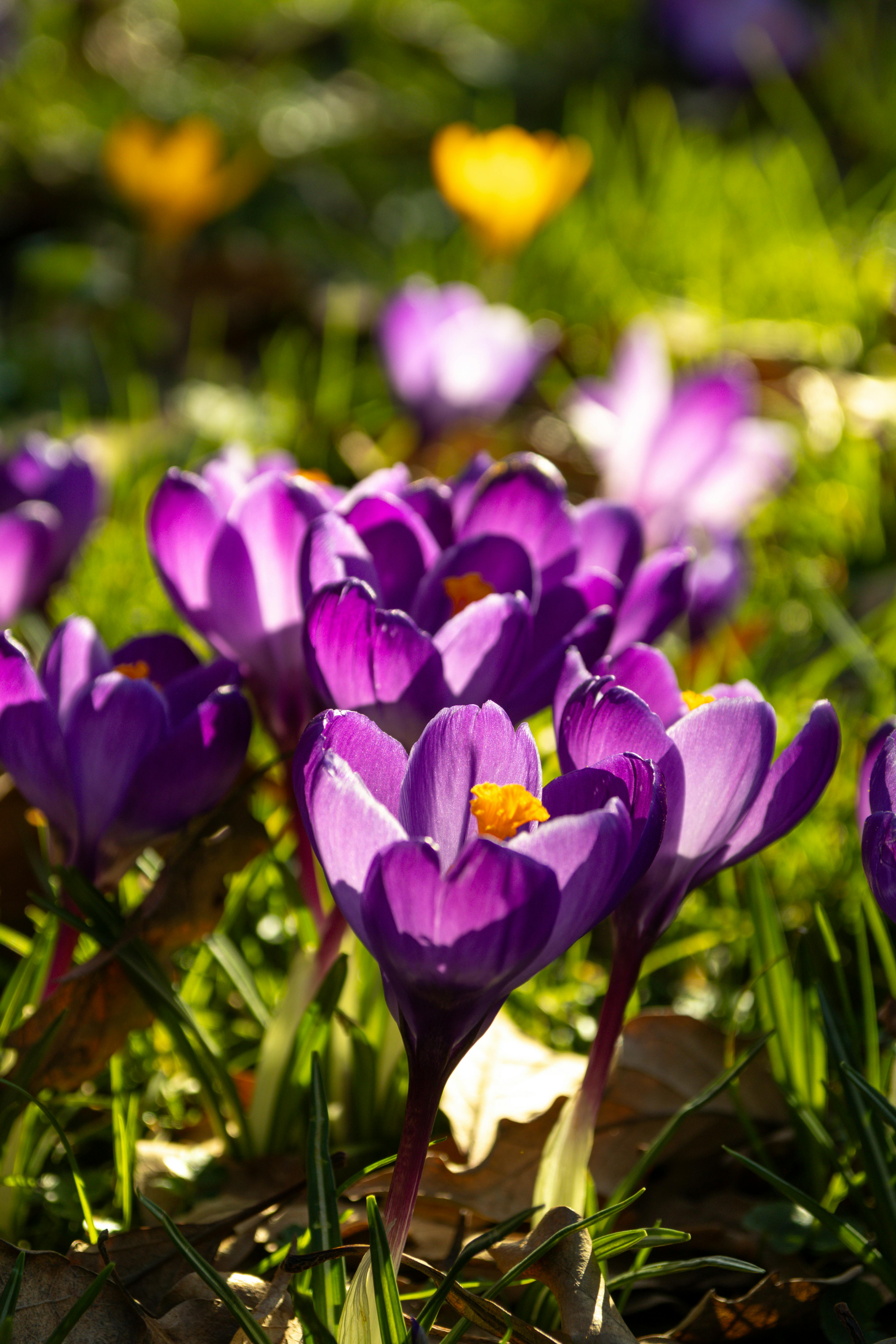 бесплатная Крупный план ярко-фиолетовых крокусов, цветущих под весенним солнцем, демонстрирующих природную красоту. Стоковое фото