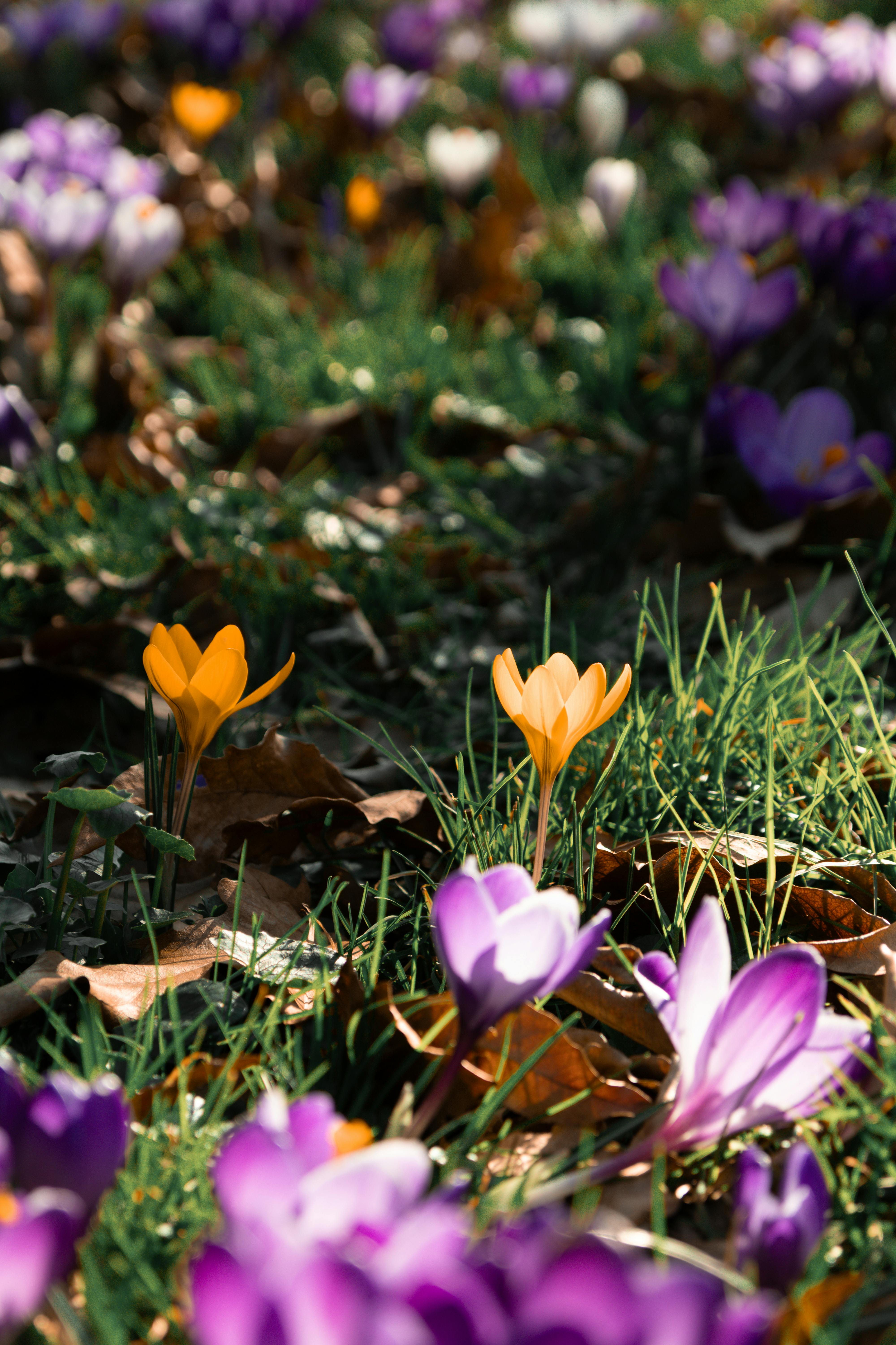 Gratis Foto stok gratis adegan taman, alam, berbunga Foto Stok