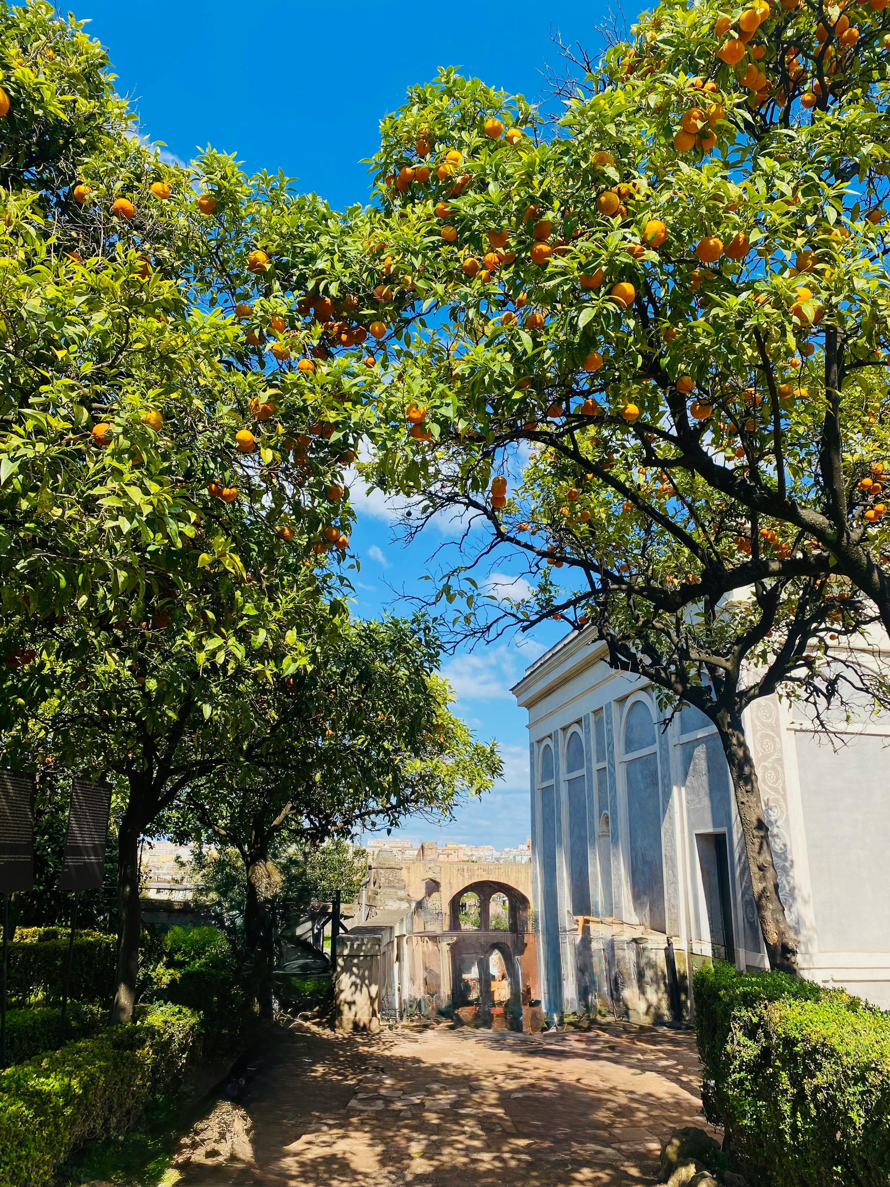 Free Beautiful scene of orange trees with Roman architectural backdrop in Rome. Stock Photo