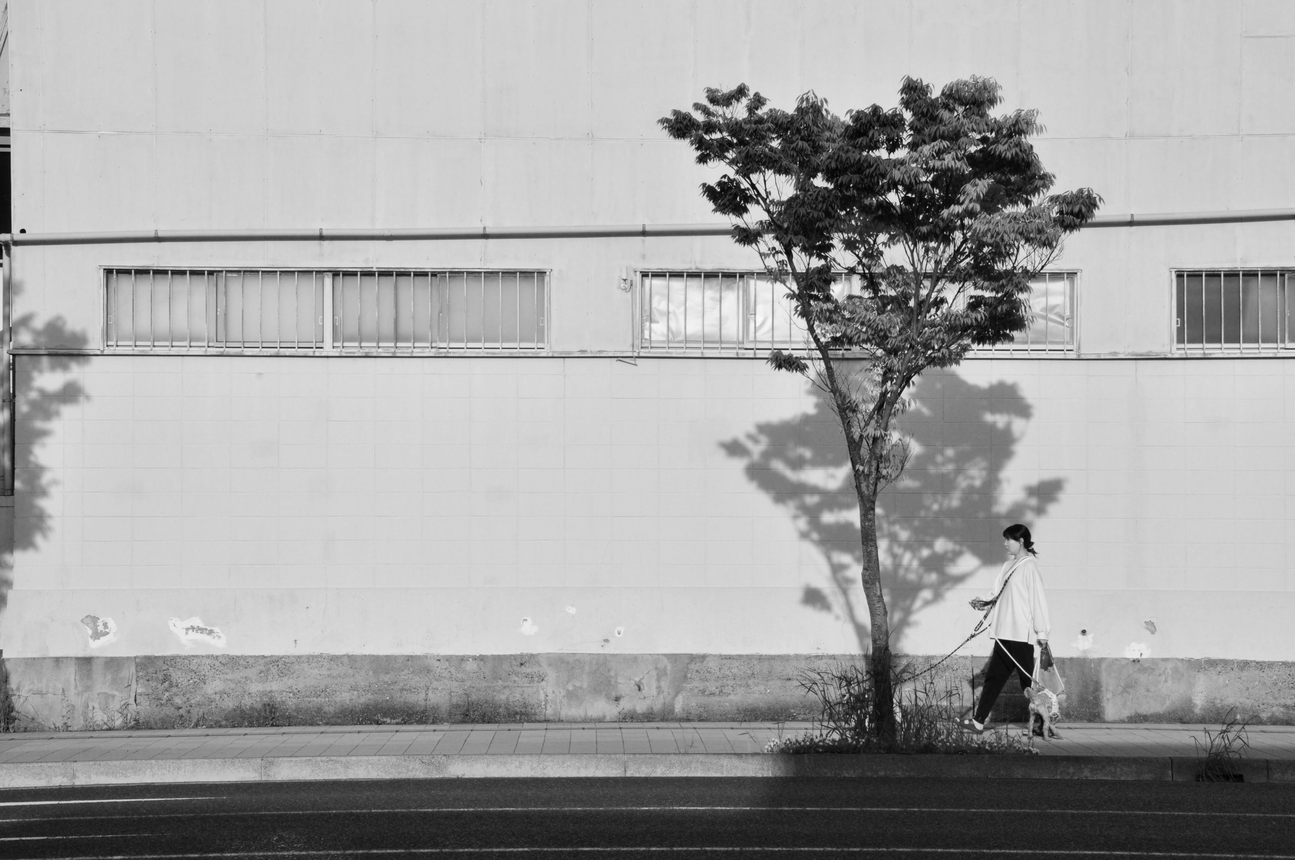 Gratis Sort-hvidt foto af en kvinde, der går tur med en hund langs en bymur med træskygge. Lagerfoto