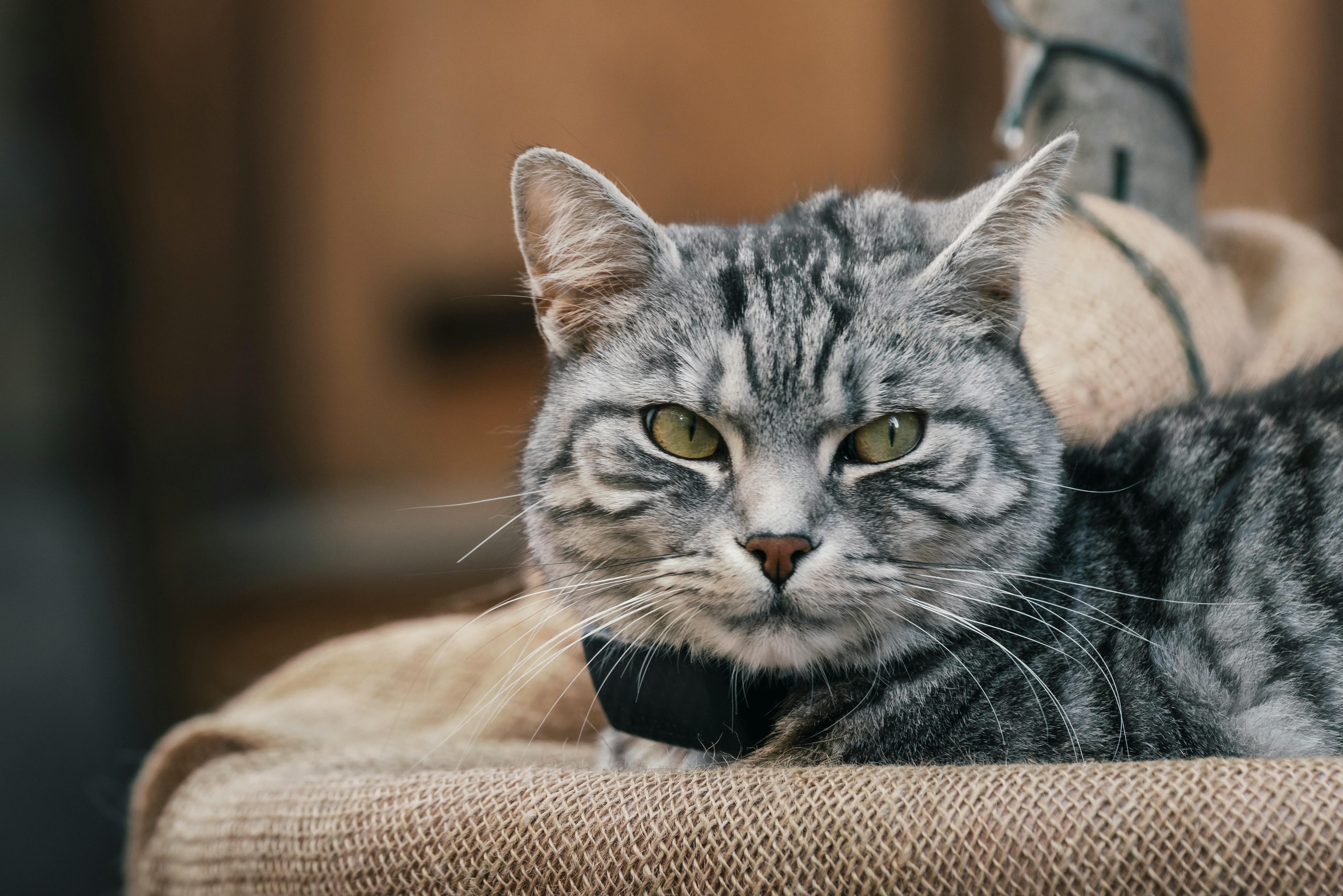 Free stock photo of 4k, animal lover, arka plan Stock Photo