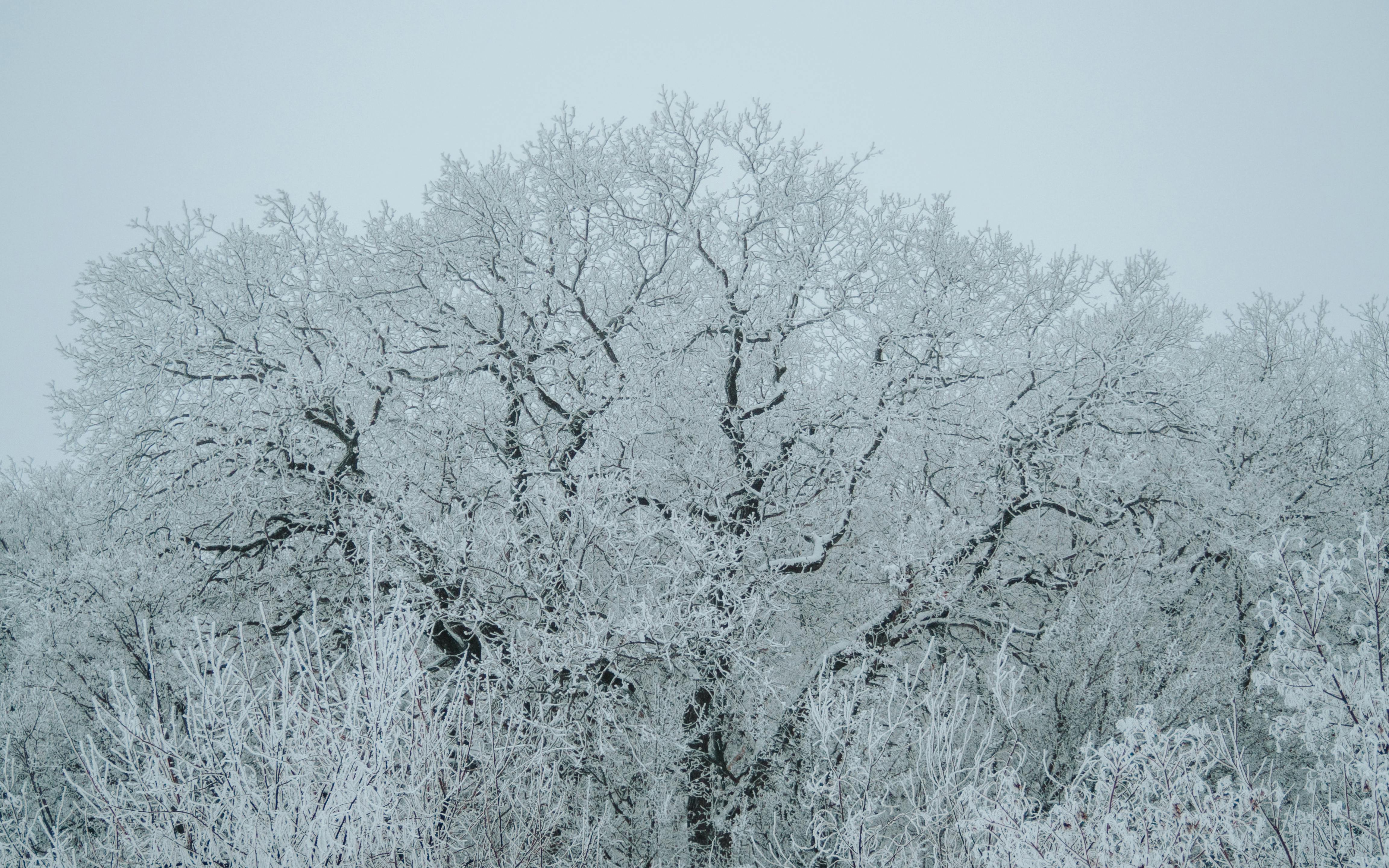 Free Capture of frosty trees in the winter landscape of Saratov, Russia. A perfect example of nature's icy beauty. Stock Photo