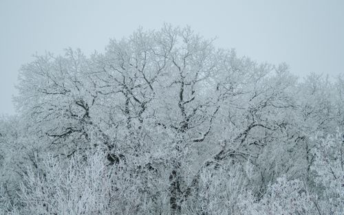 Free Capture of frosty trees in the winter landscape of Saratov, Russia. A perfect example of nature's icy beauty. Stock Photo