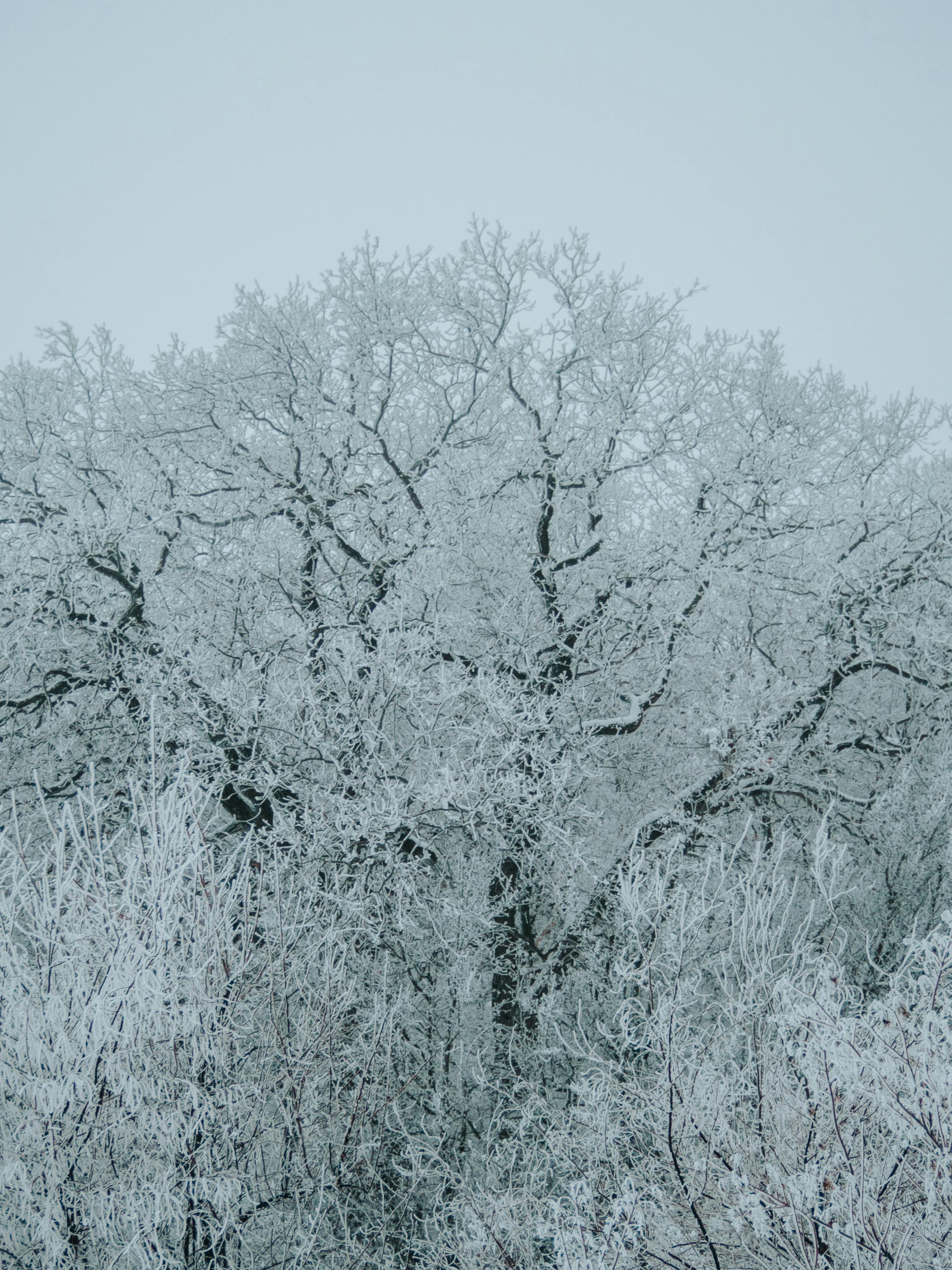 Free A serene view of a frost-covered tree in a snowy winter landscape. Stock Photo