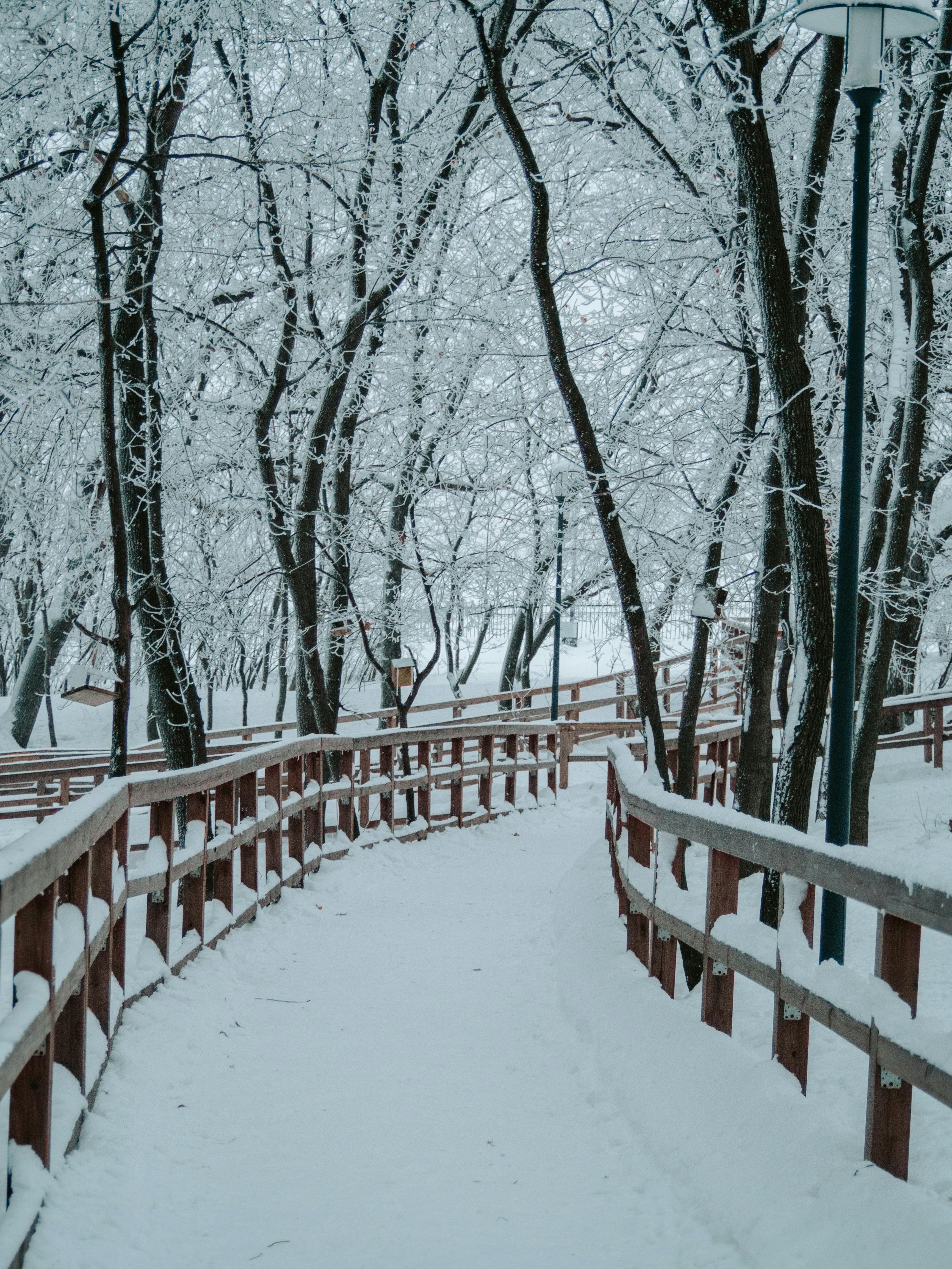 無料 ロシアのサラトフにある静かな冬の森を通る、雪に覆われた曲がりくねった小道。 写真素材