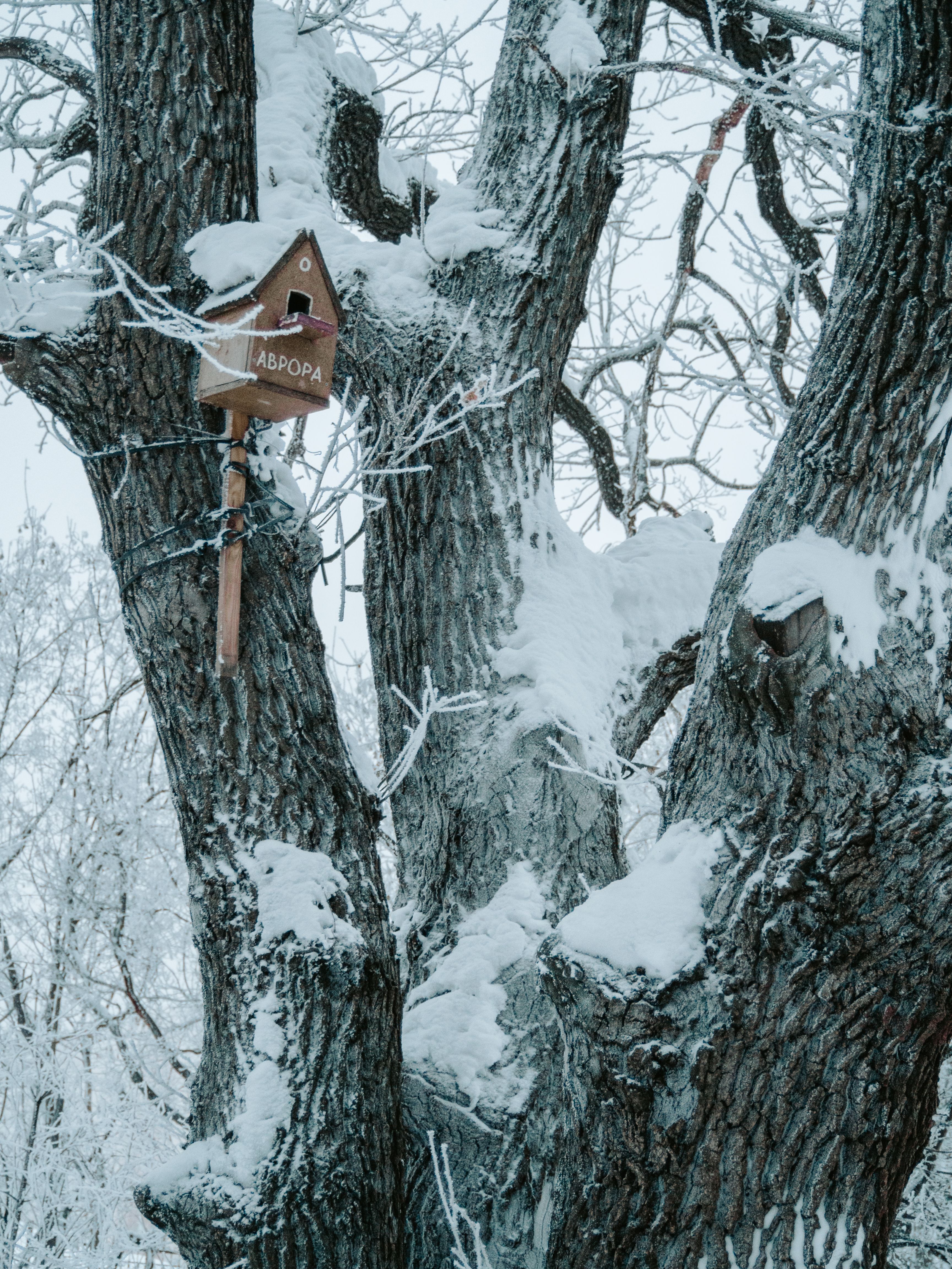 Snow-covered tree in Saratov, Russia with a wooden birdhouse. Tranquil winter scene.