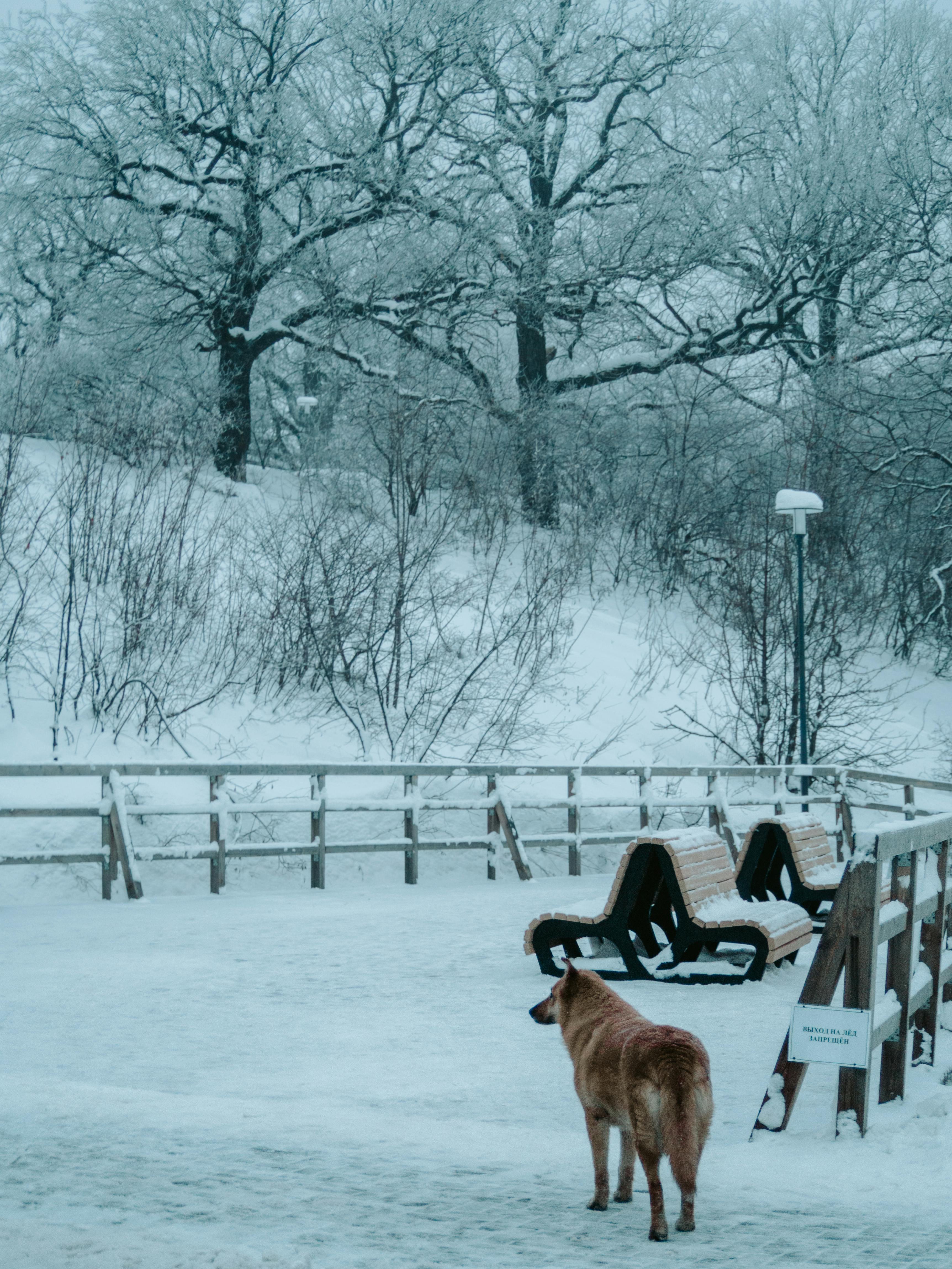 Free Dog in a snowy park with benches and trees during winter in Saratov, Russia. Stock Photo