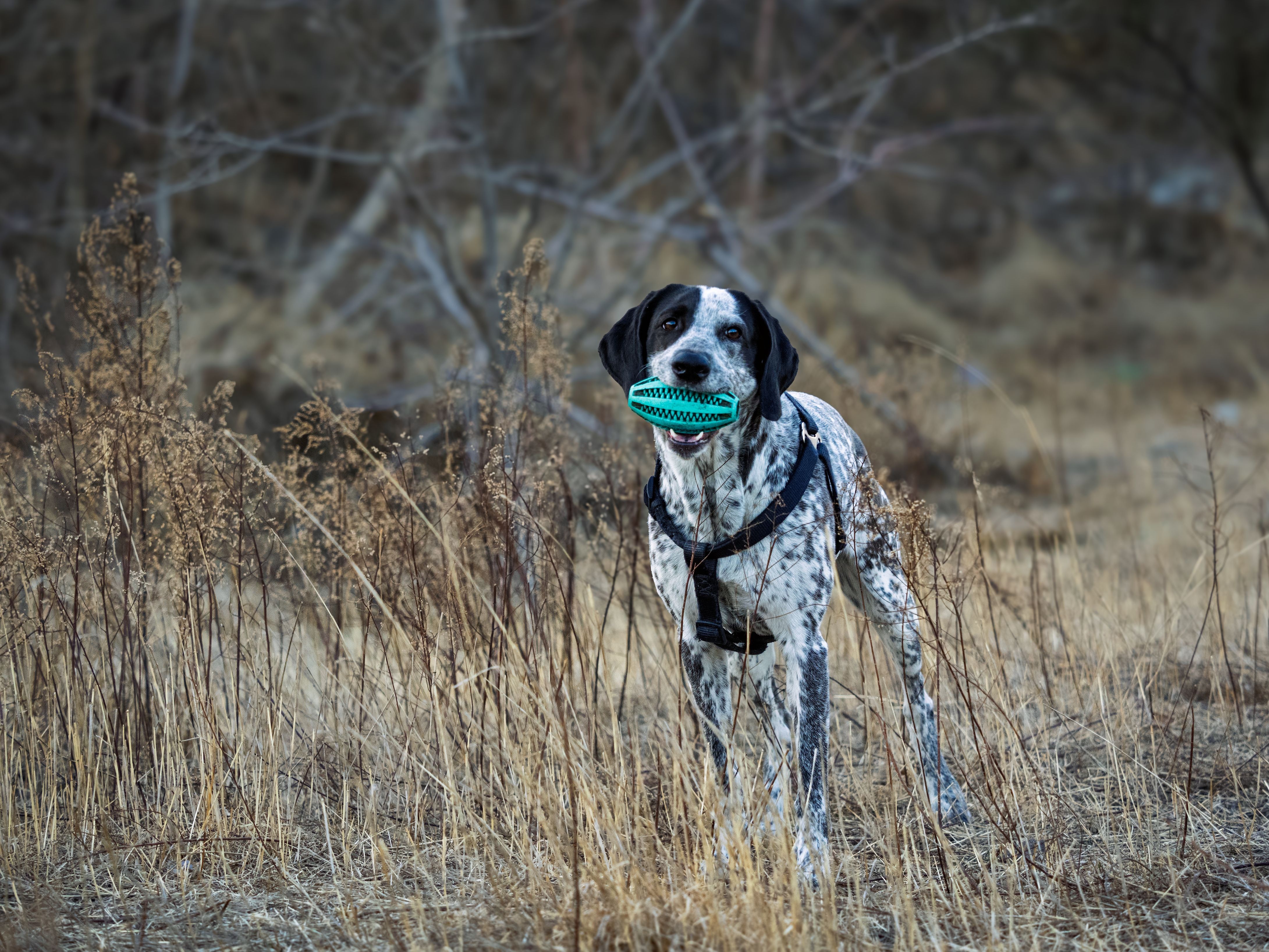 Spotted dog holding a toy in its mouth while standing in a dry field. Ideal for outdoor and pet lifestyle themes.