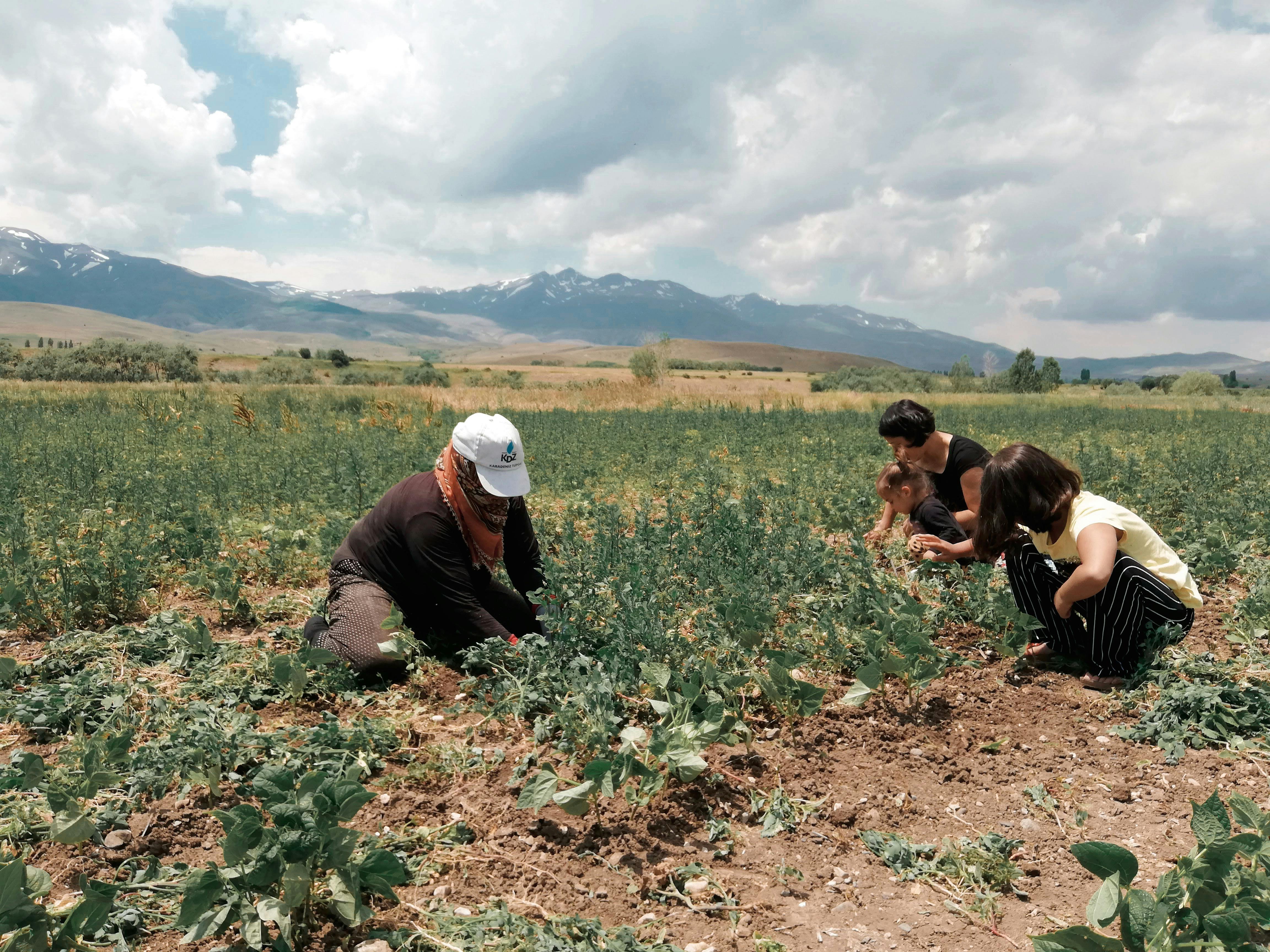 Free Family working together on a farm with mountain backdrop, emphasizing teamwork and nature. Stock Photo
