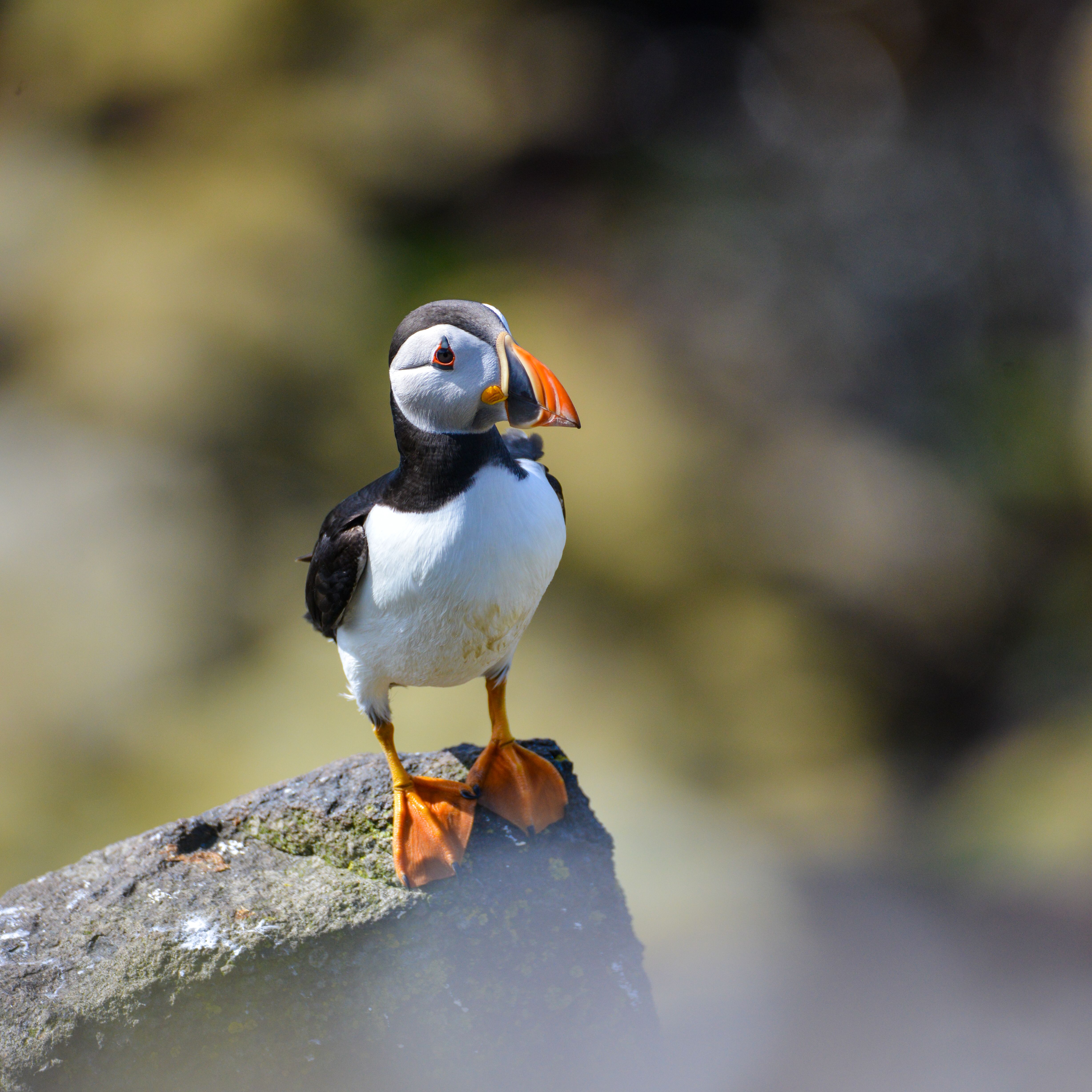 Charming Puffin on Rock in Scotland's Wildlife · Free Stock Photo