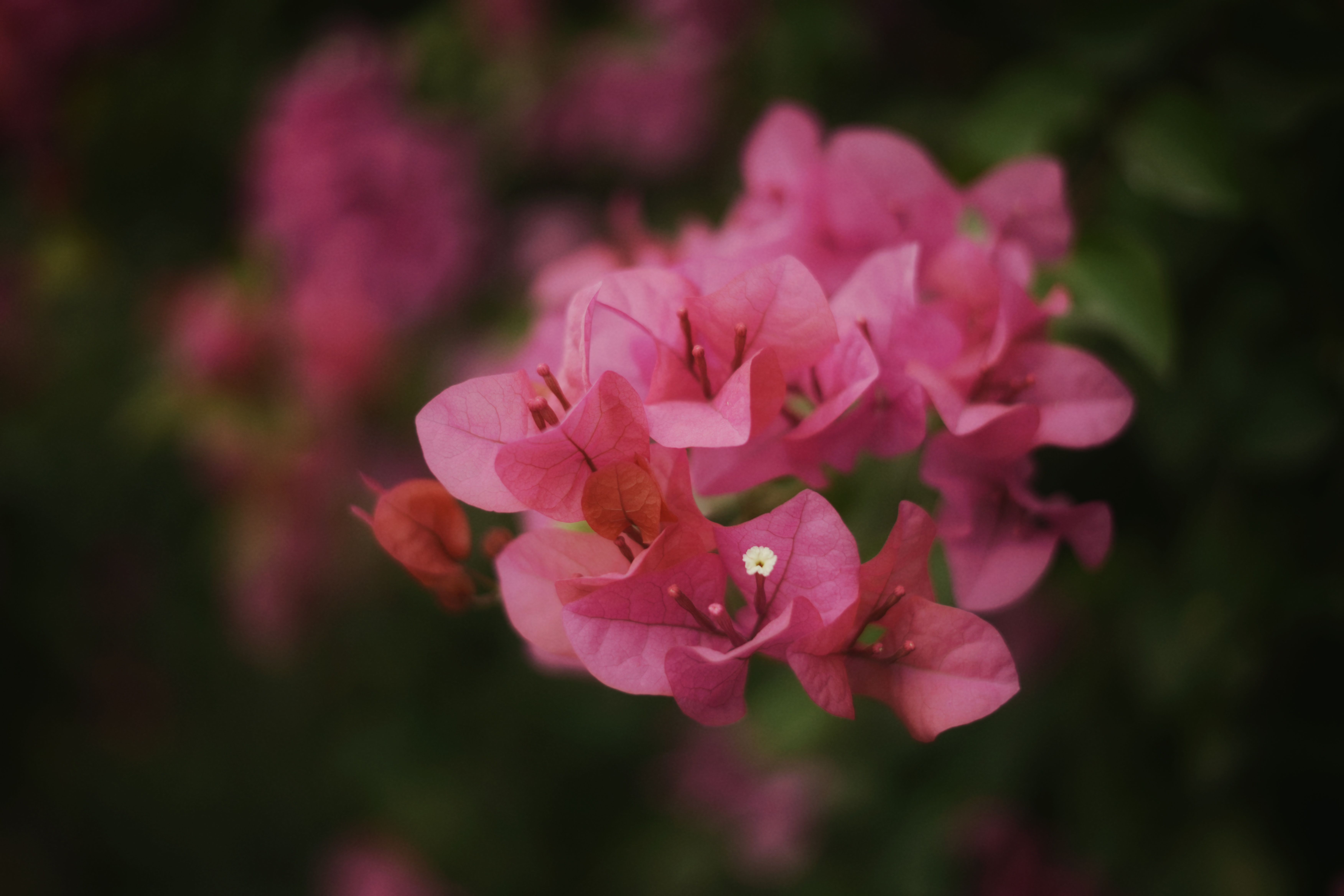 A detailed photograph showcasing a vibrant pink bougainvillea flower in full bloom.