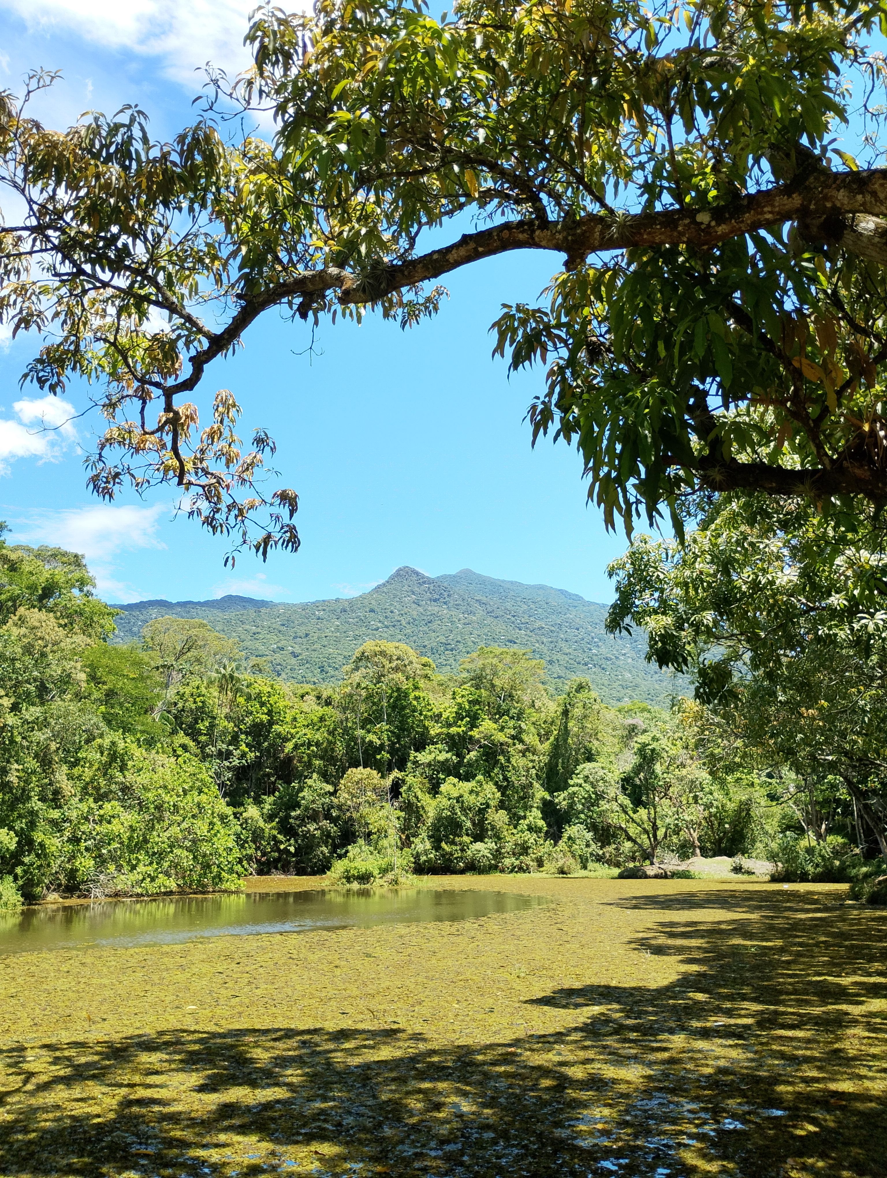 Lush Forest Landscape with Mountain View · Free Stock Photo