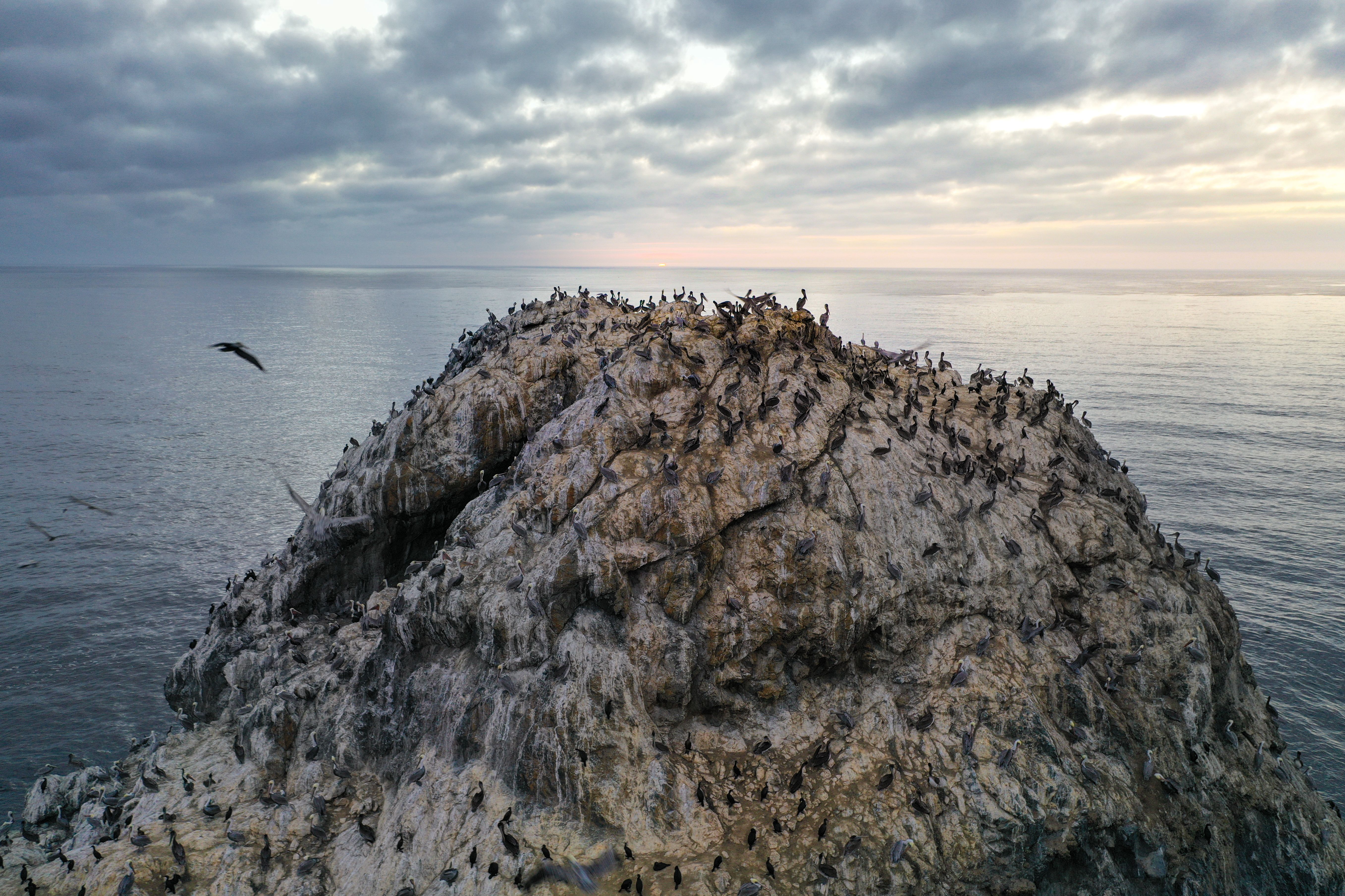 Un oiseau marin le long d'un littoral couvert