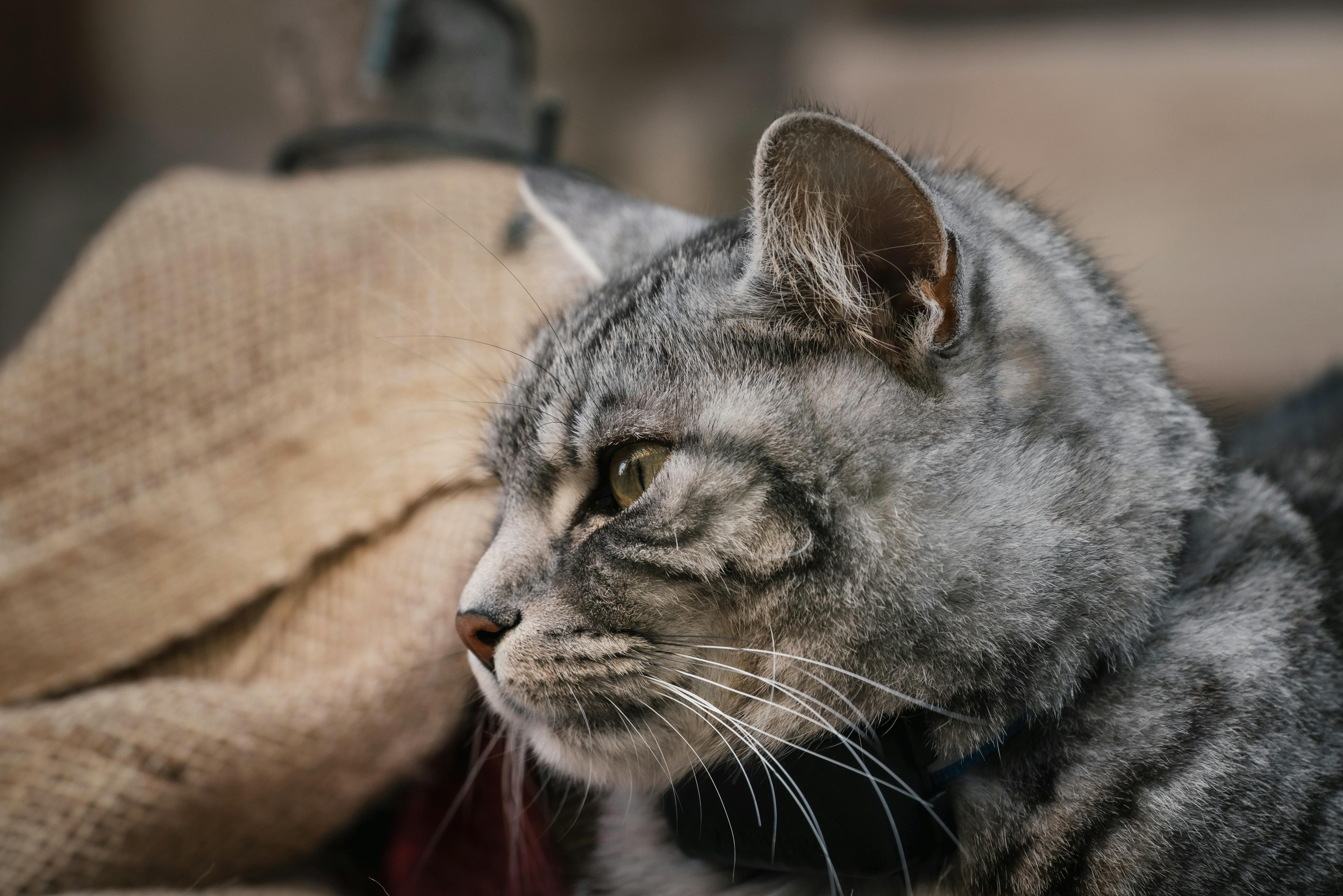 pet care, pet health, pet safety, pet grooming — Photo by Ahmet Yüksek ✪ on Pexels