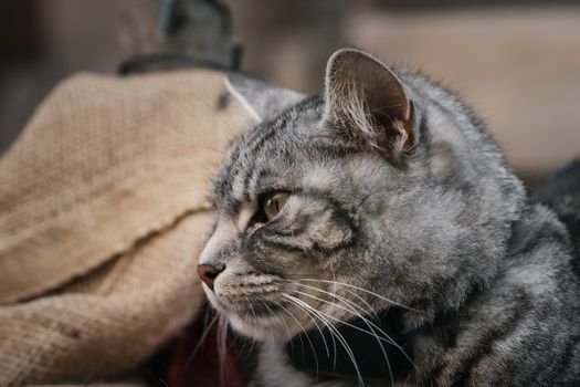 Profile of a watchful silver tabby cat resting indoors, showcasing its soft fur and alert expression.