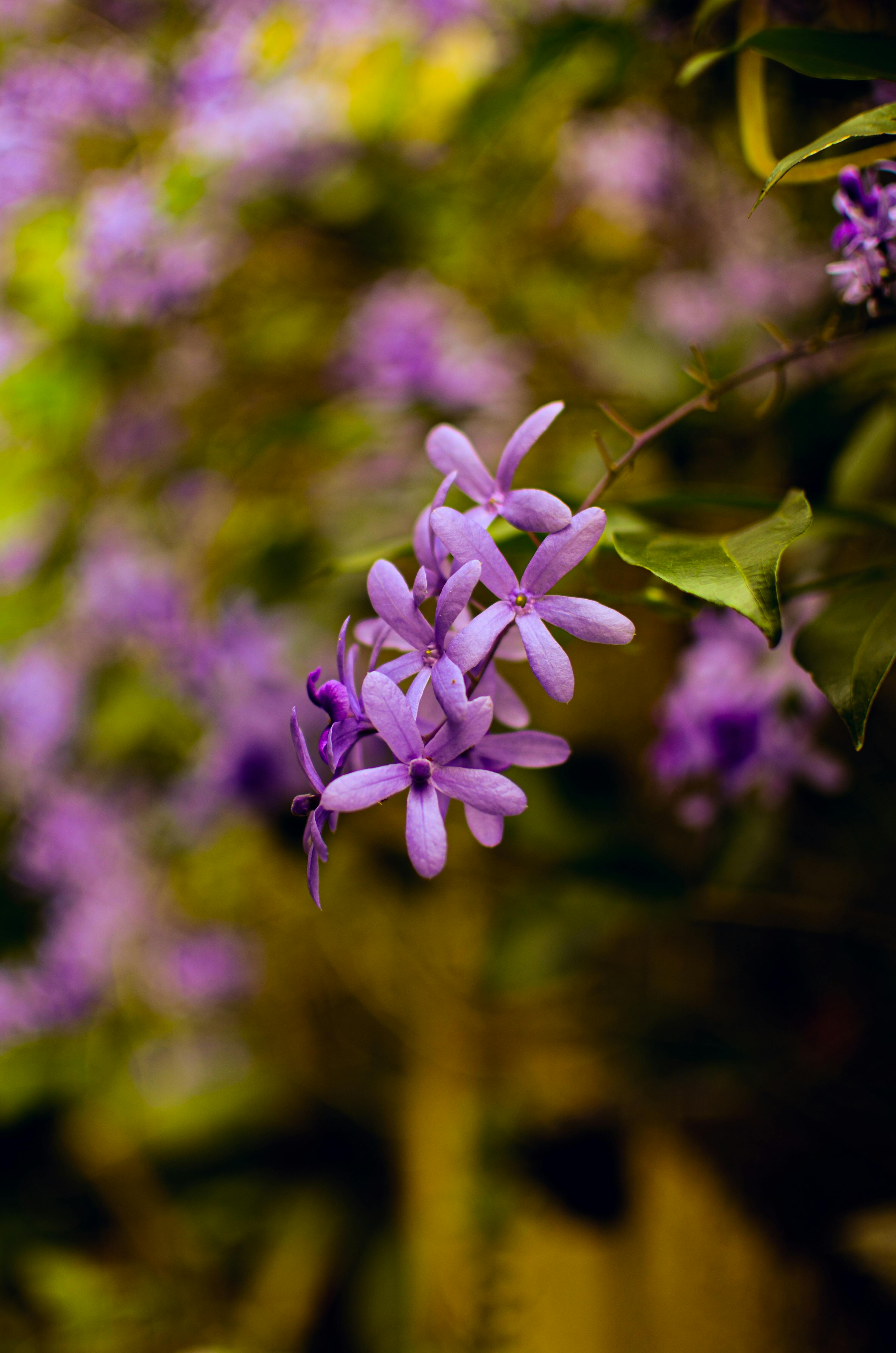 Free Vibrant purple Petrea volubilis flowers blooming with a soft background. Stock Photo