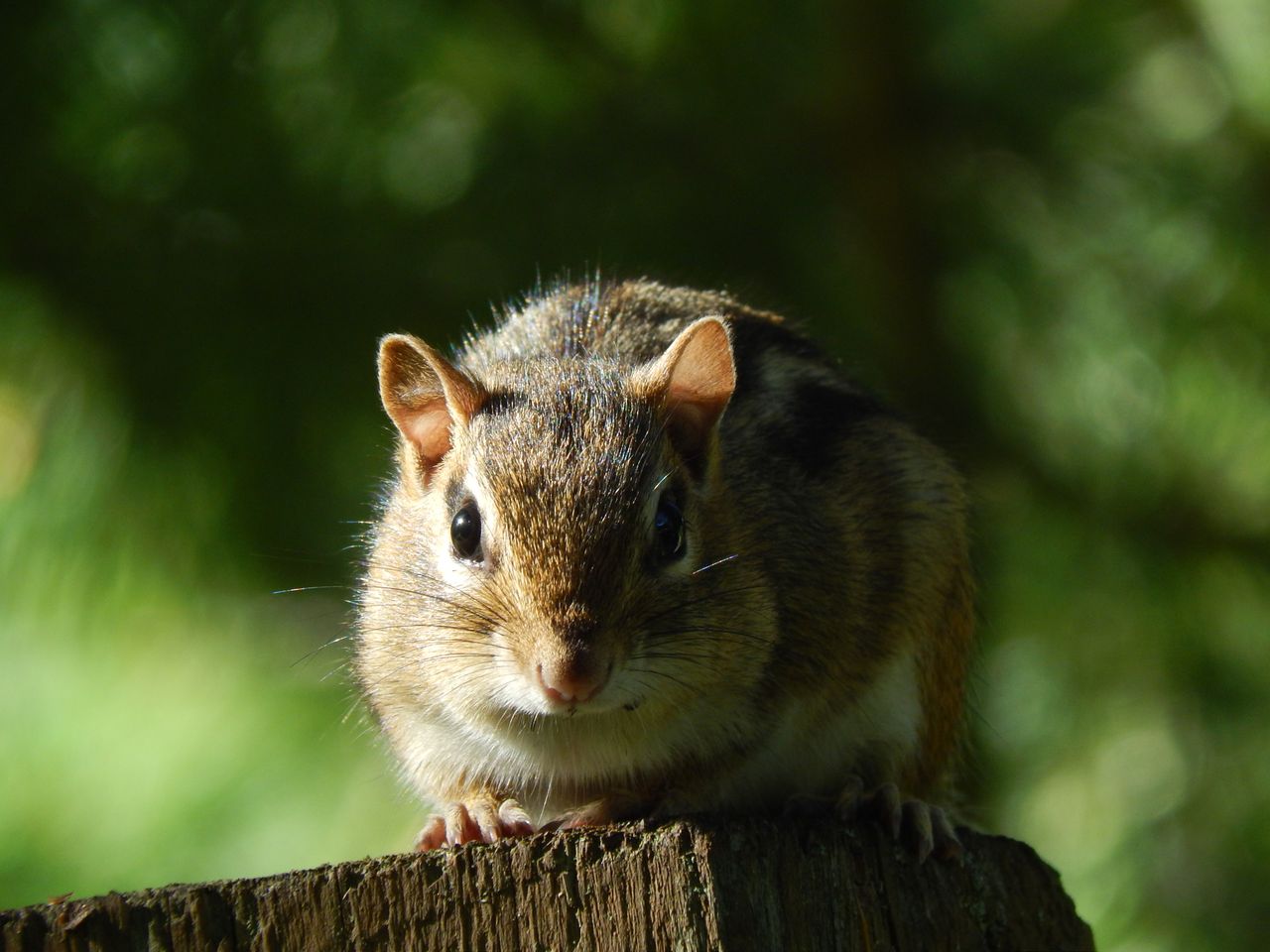 close up of a chipmunk on a tree stump with a blurred green background