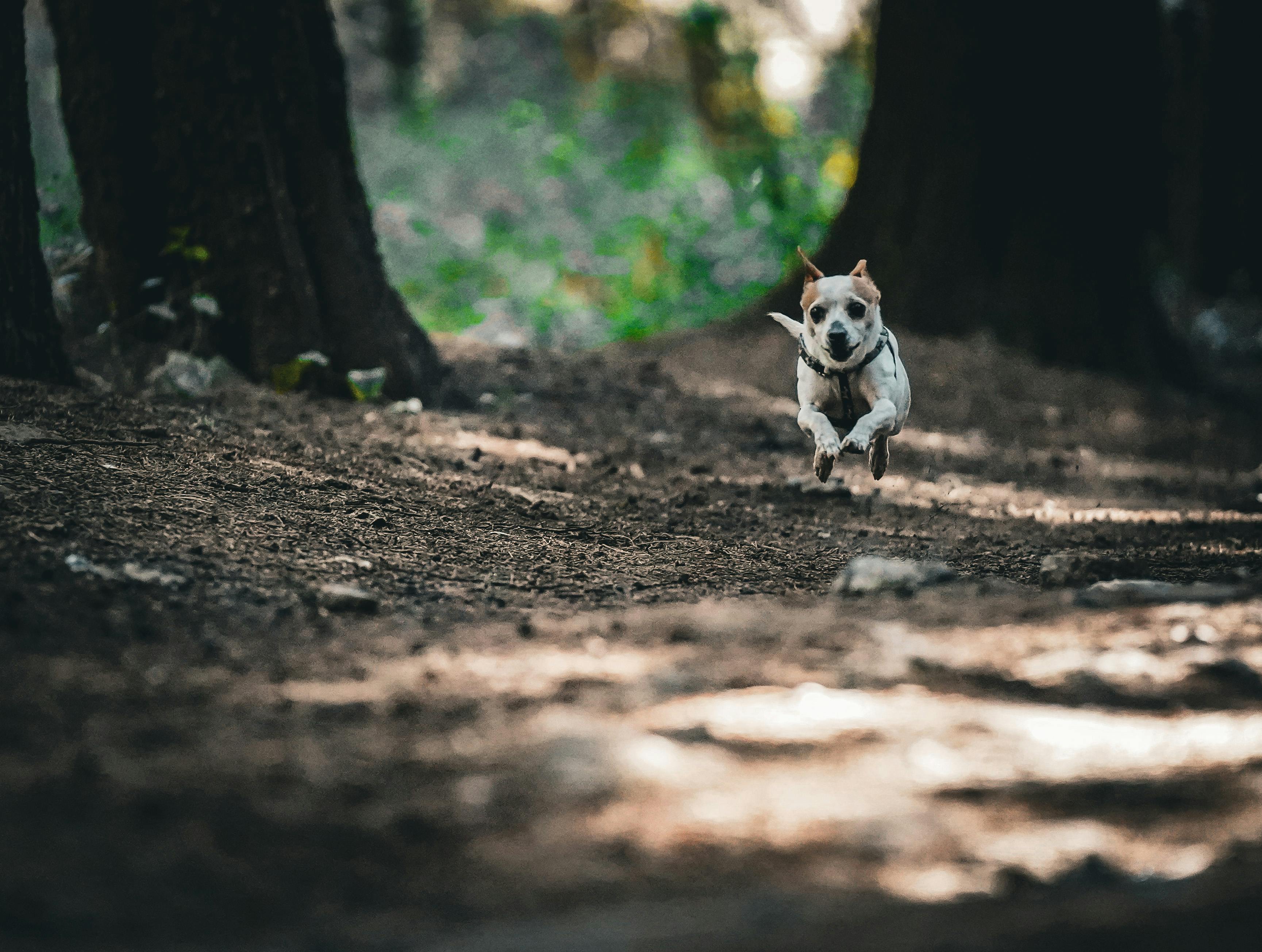 бесплатная Фотография маленькой собаки, энергично бегущей по лесной тропе в окружении деревьев. Стоковое фото