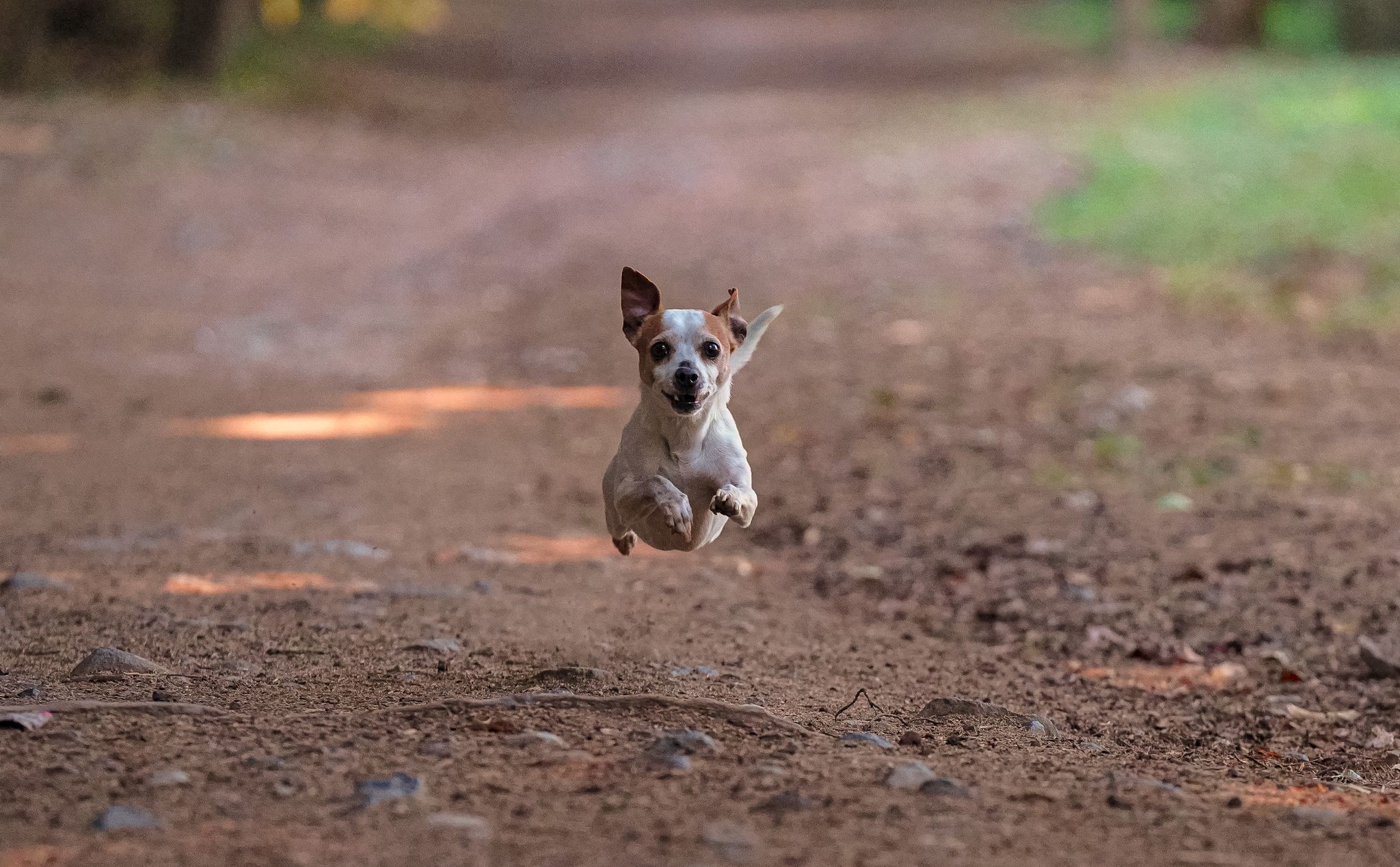 Loslopende hond veroorzaakt verkeershinder op A16 en in Drechttunnel