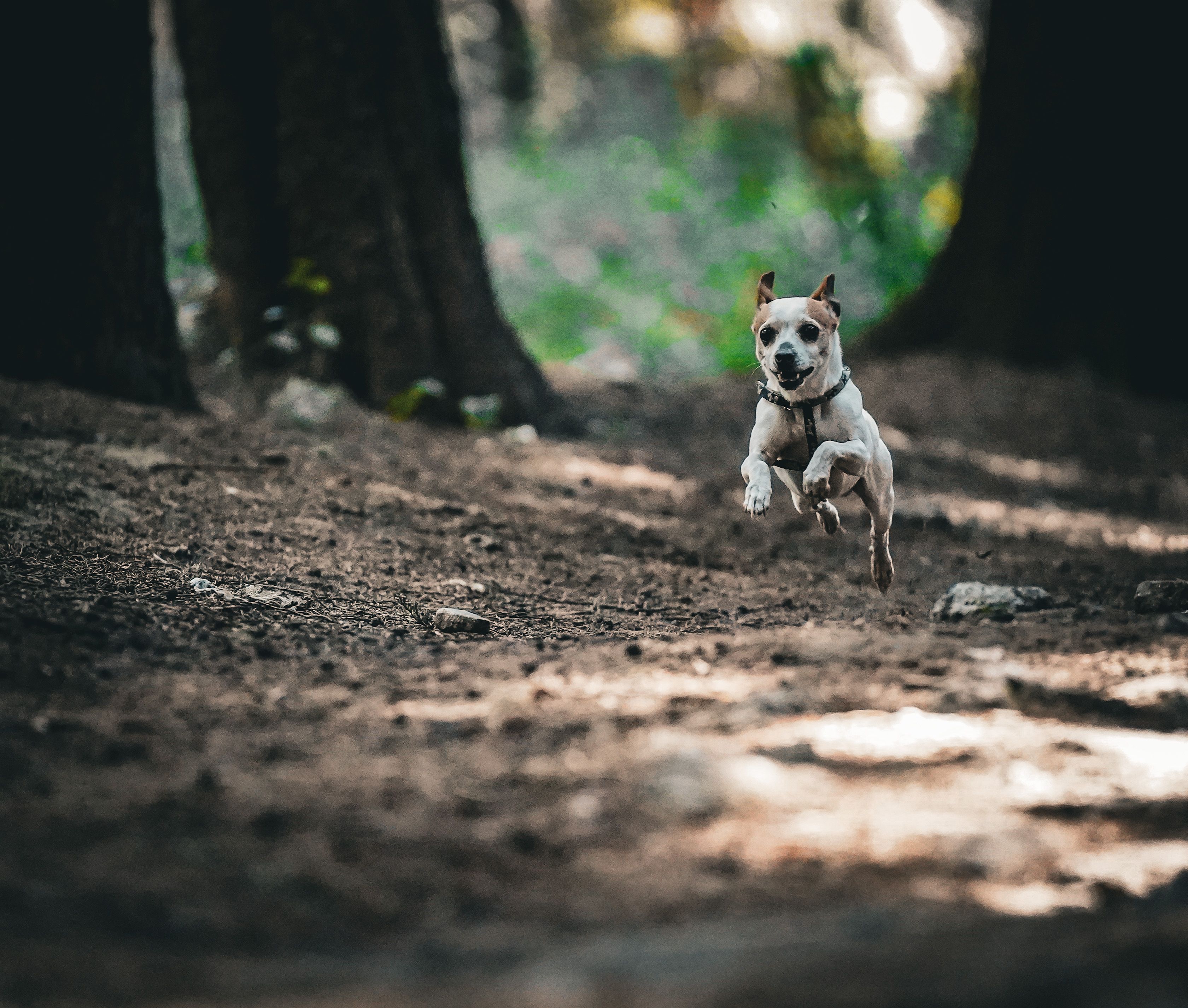 Doğada özgür köpek