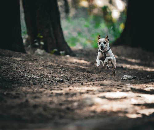 Free A small dog jumps with excitement on a forest path, surrounded by tall trees. Stock Photo